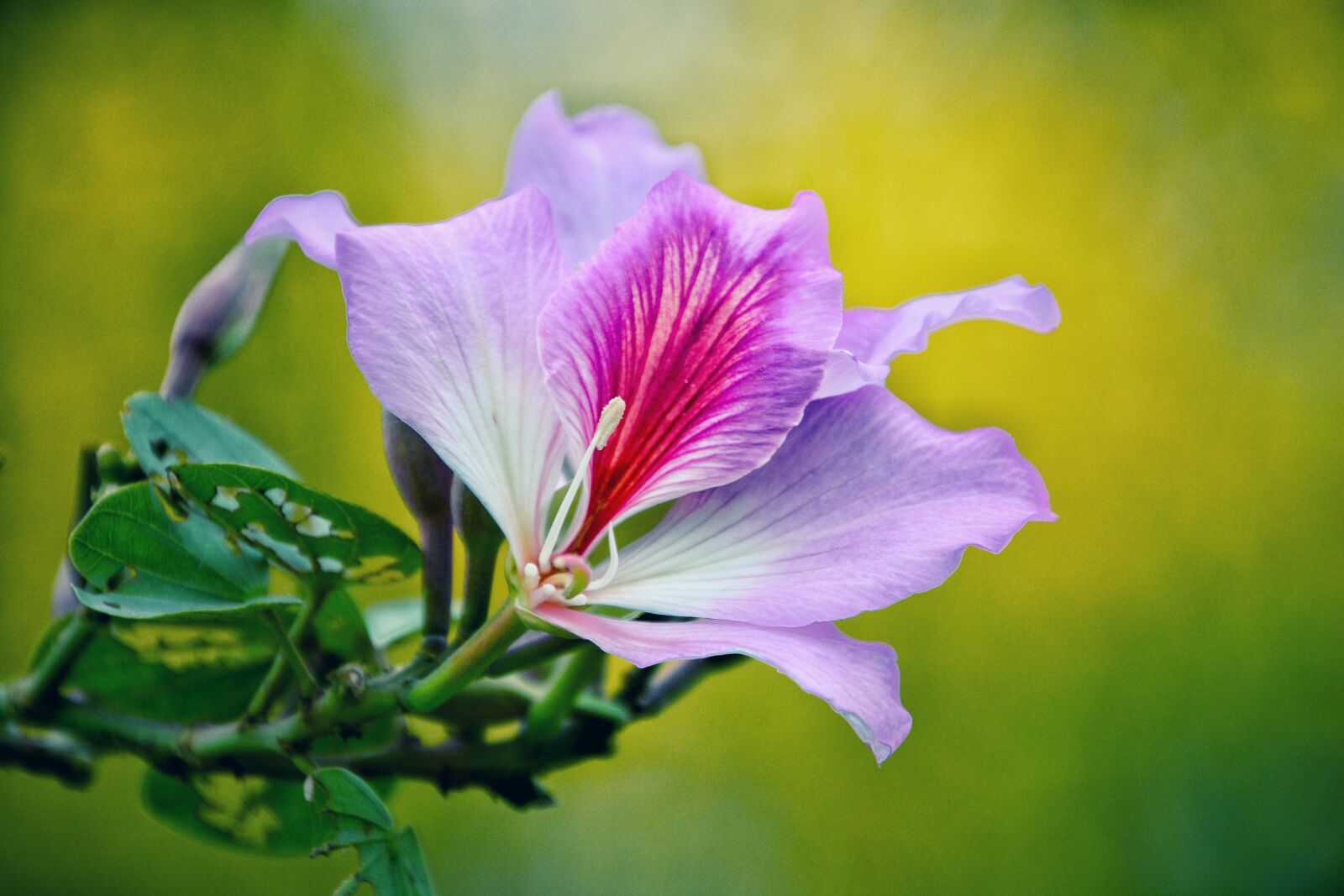 Nikon D7100 sample photo. Nature, flower, plant photography