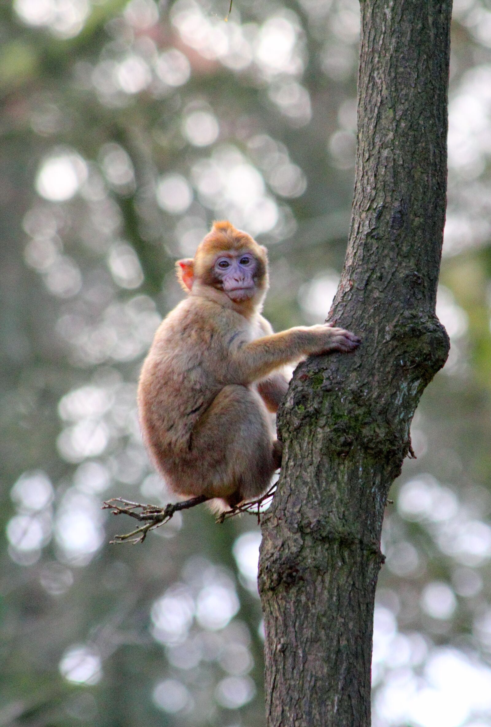 Canon EOS 550D (EOS Rebel T2i / EOS Kiss X4) sample photo. Animal, ape, baby, monkey photography