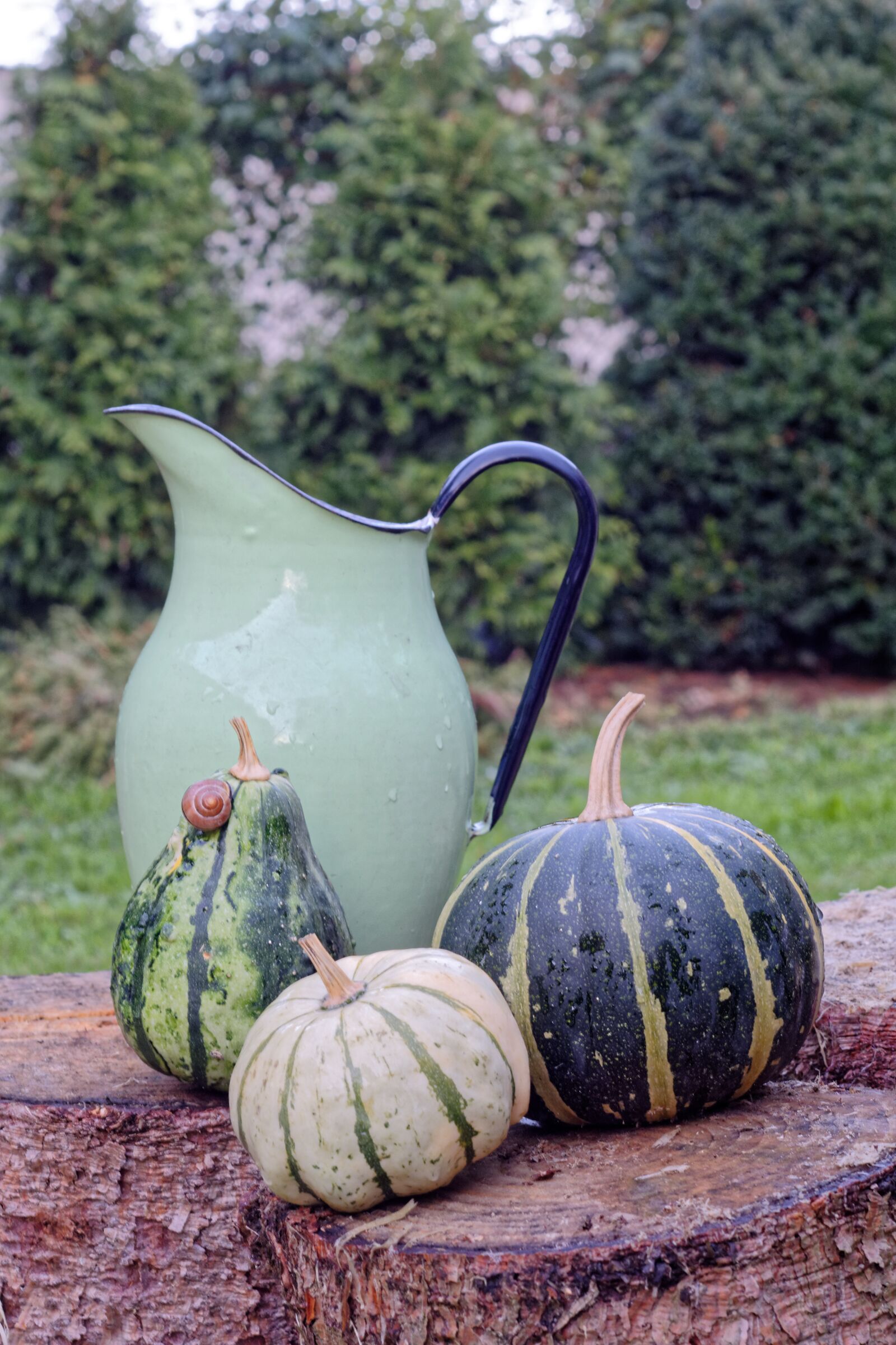 Nikon D5200 sample photo. Pumpkin, pumpkins, green photography