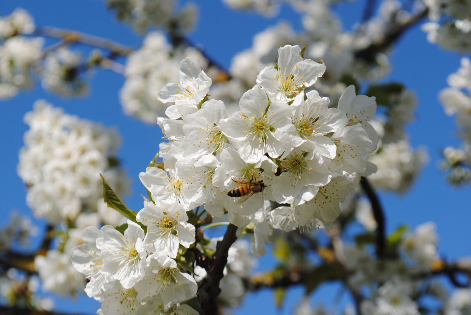 Nikon D3000 sample photo. Bee, cherry, flower photography