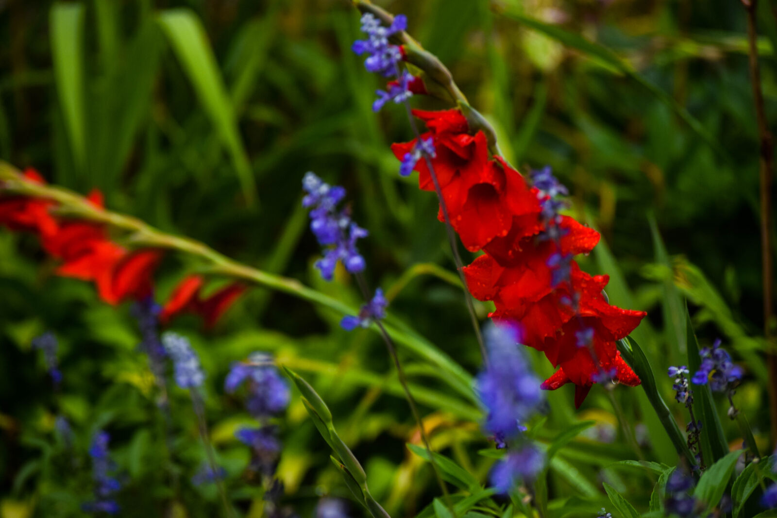 Nikon D3300 sample photo. Flower, garden photography