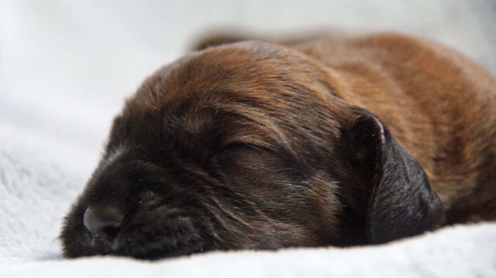 DT 18-270mm F3.5-6.3 SSM sample photo. Puppies, litter, hanovarian dogs photography