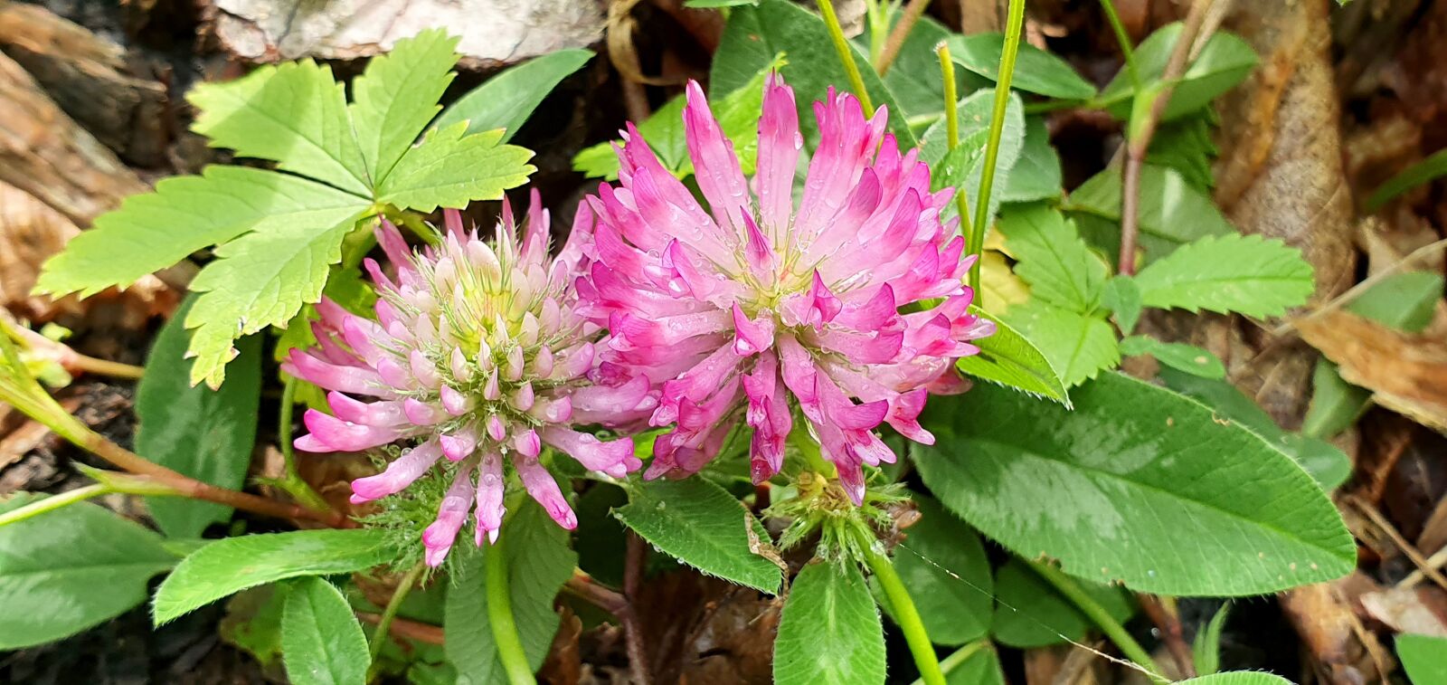 Samsung Galaxy S10e sample photo. Flower, nature, pink photography