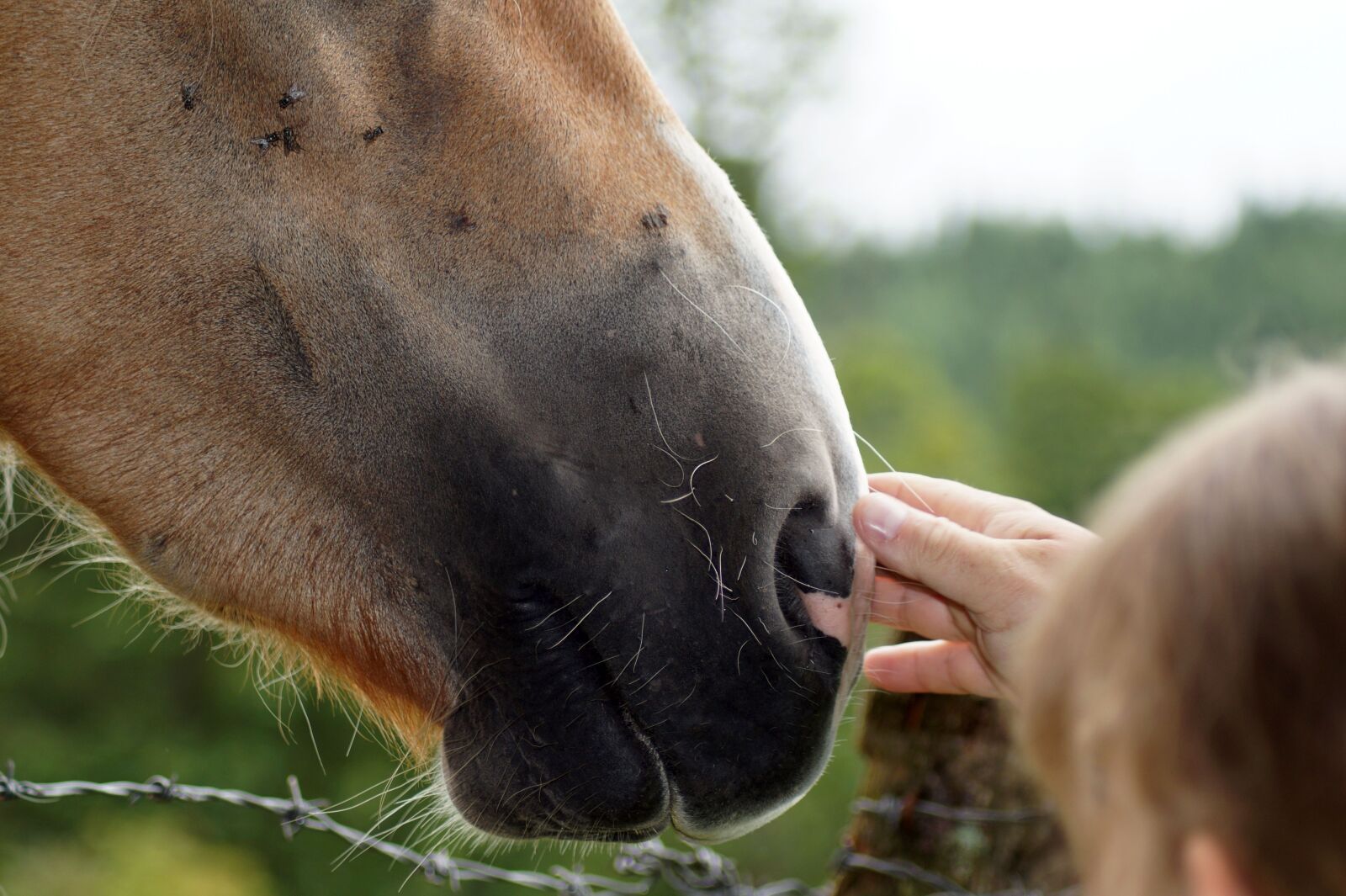 Sony SLT-A58 sample photo. Horse snout, nostrils, close photography