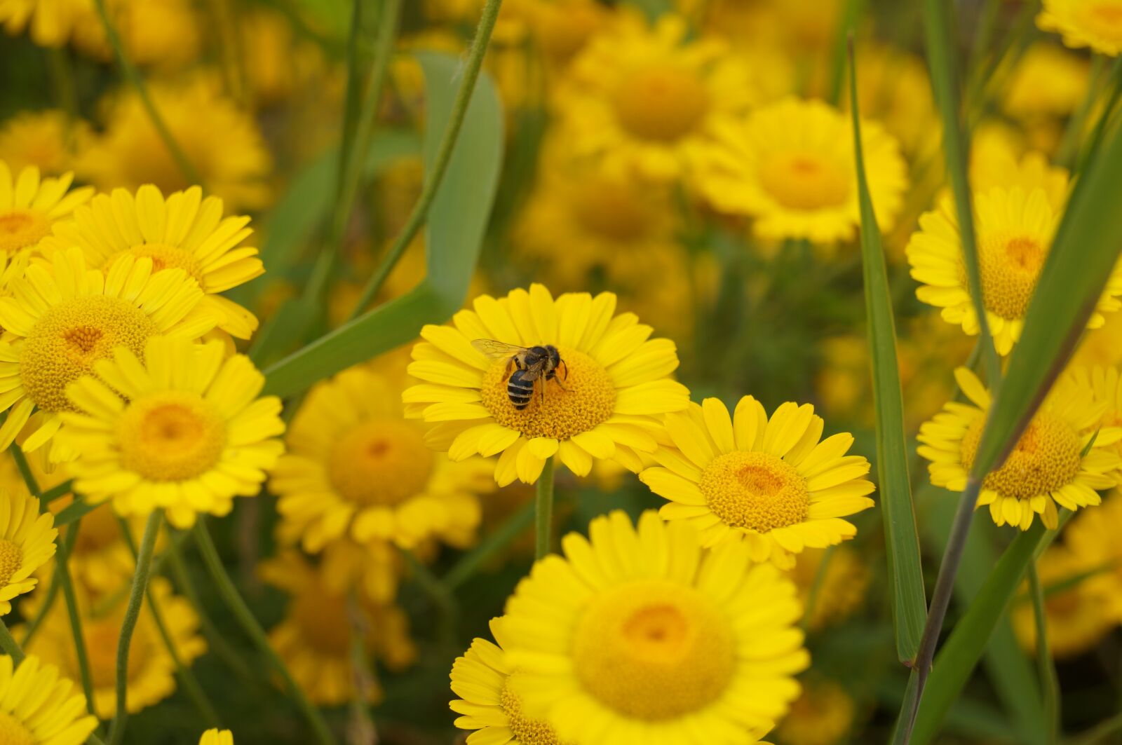 Sony SLT-A37 sample photo. Flower, bee, yellow photography