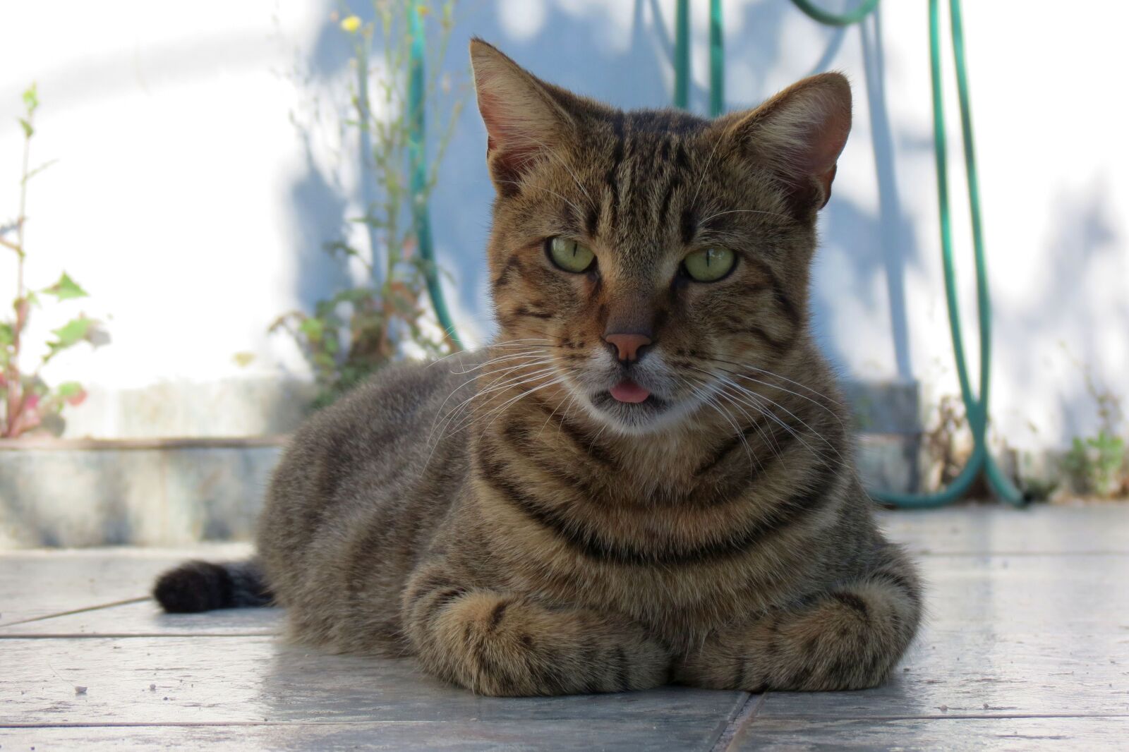 Canon PowerShot SX40 HS sample photo. Cat, greece, animal photography