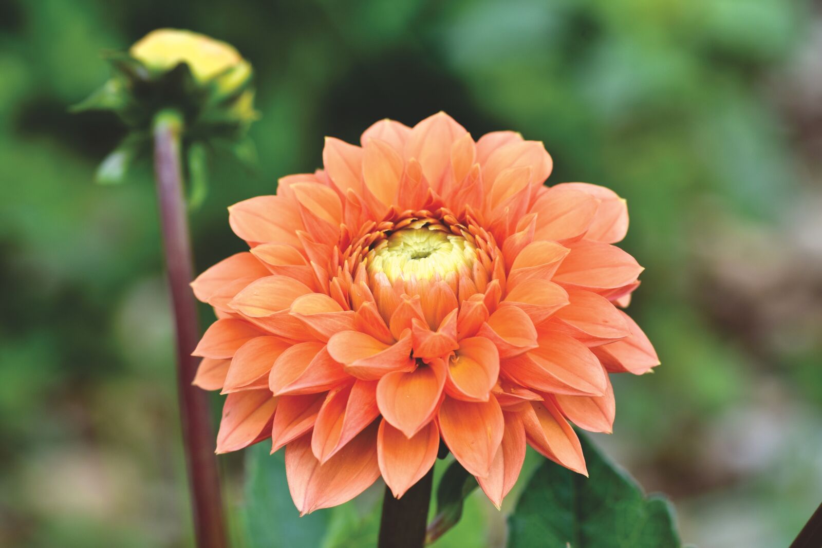 Nikon D7200 sample photo. Dahlia, dahlias bud, flower photography