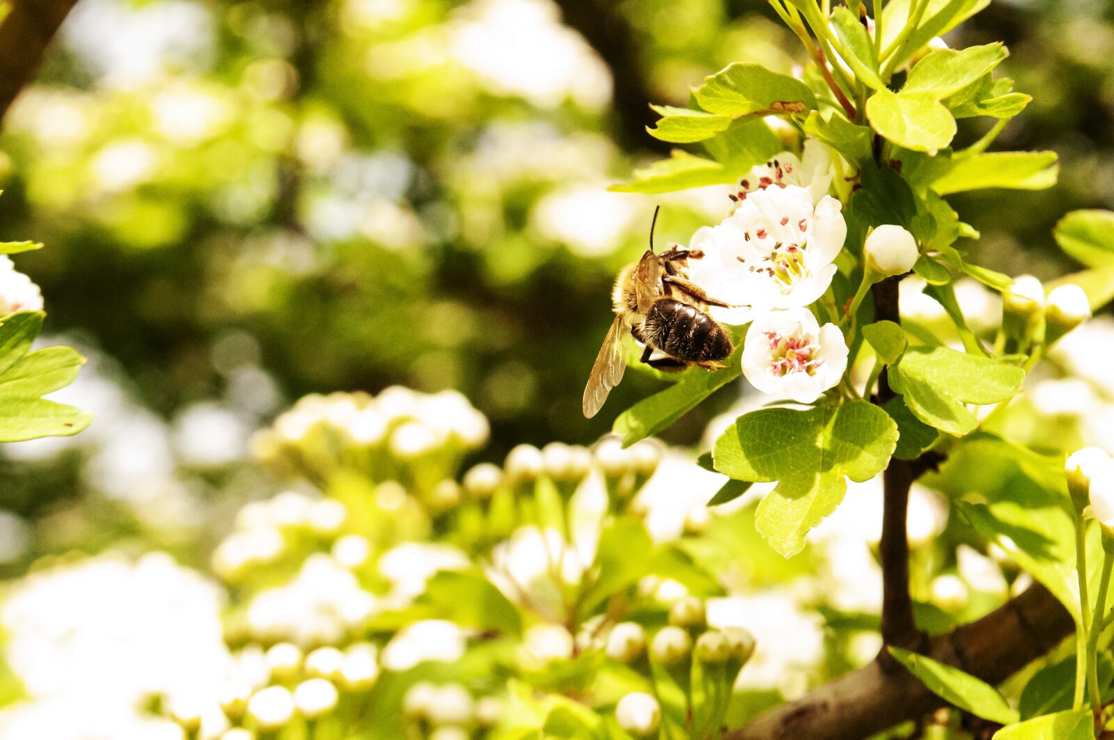 Nikon D90 sample photo. Honey bee, bee, honey photography