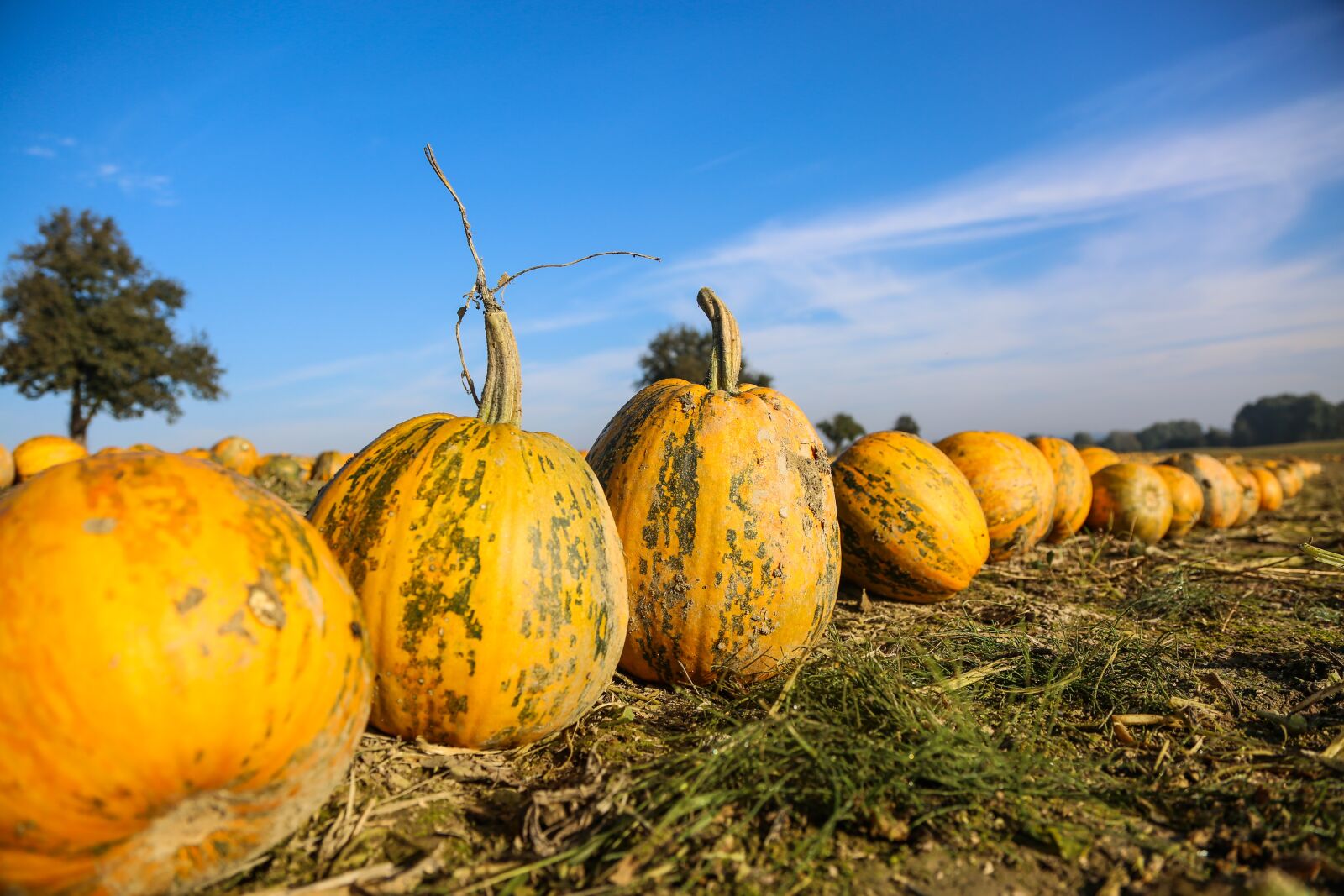 Canon EF 24-105mm F4L IS USM sample photo. Pumpkin, field, crop photography