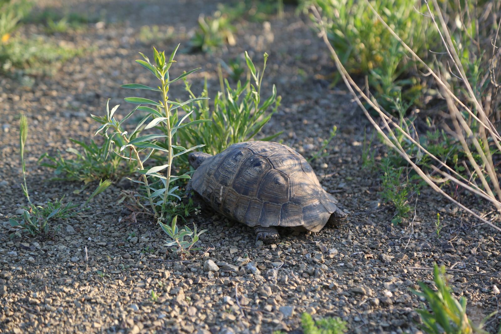Canon EF 24-105mm F4L IS USM sample photo. Tortoise, animal, wild photography