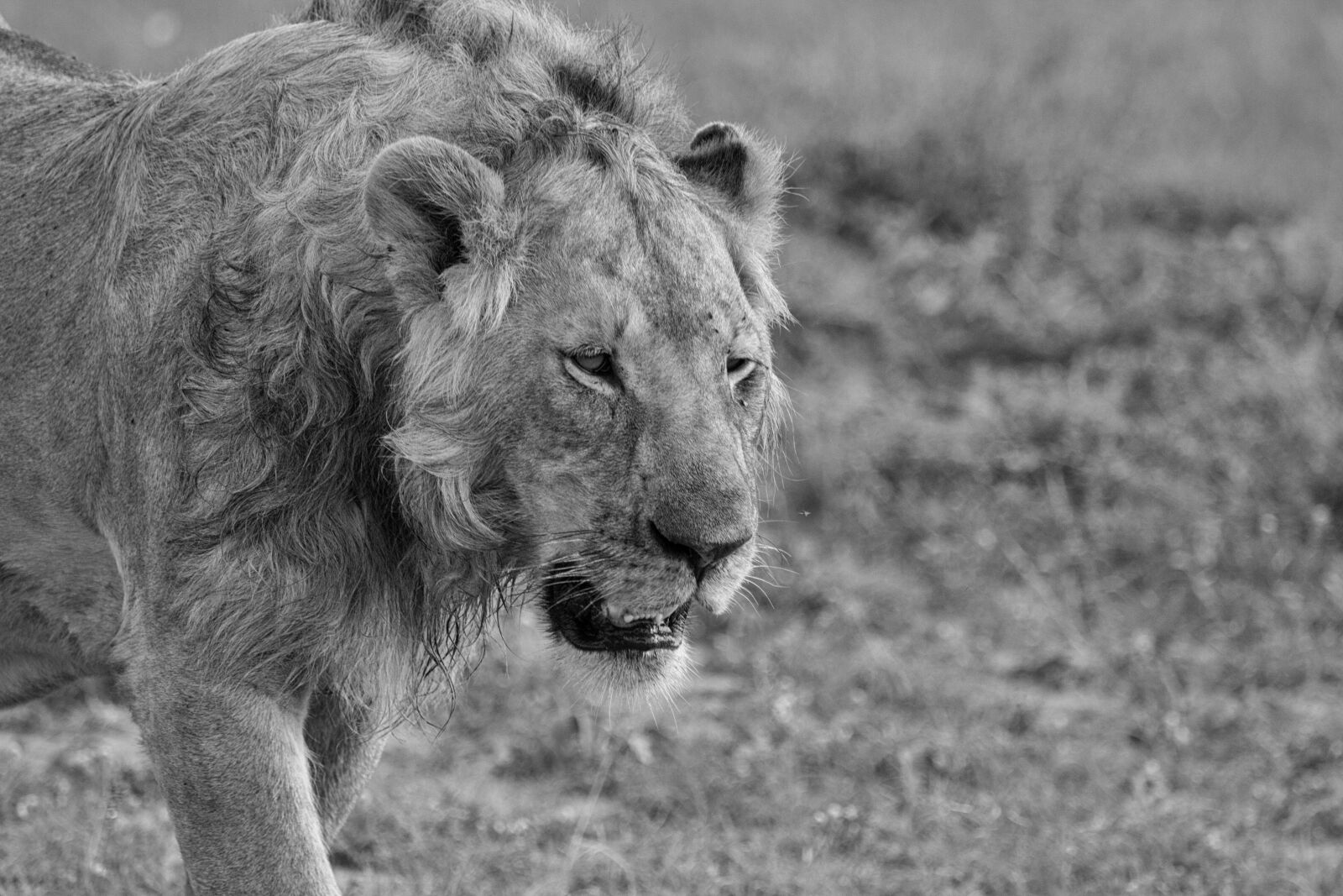 Canon EF 100-400mm F4.5-5.6L IS USM sample photo. Lion, predator, africa photography