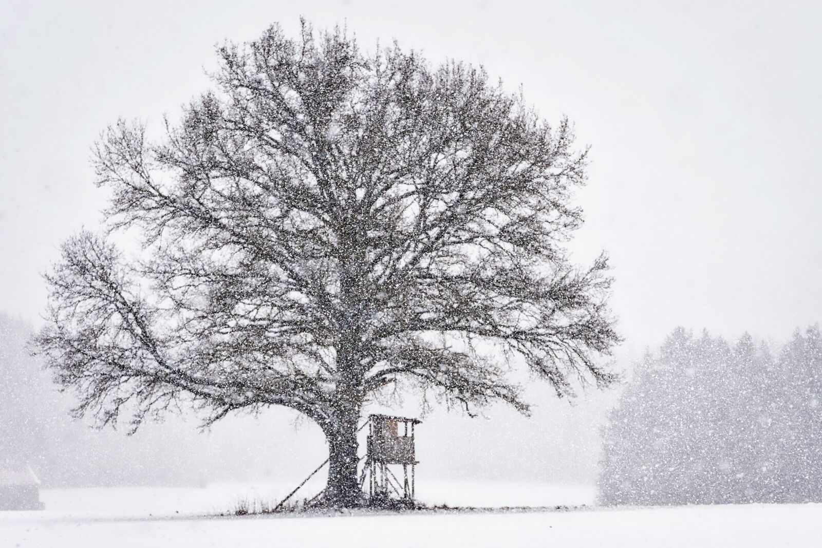 Panasonic Lumix DMC-GX8 sample photo. Winter, tree, snow photography