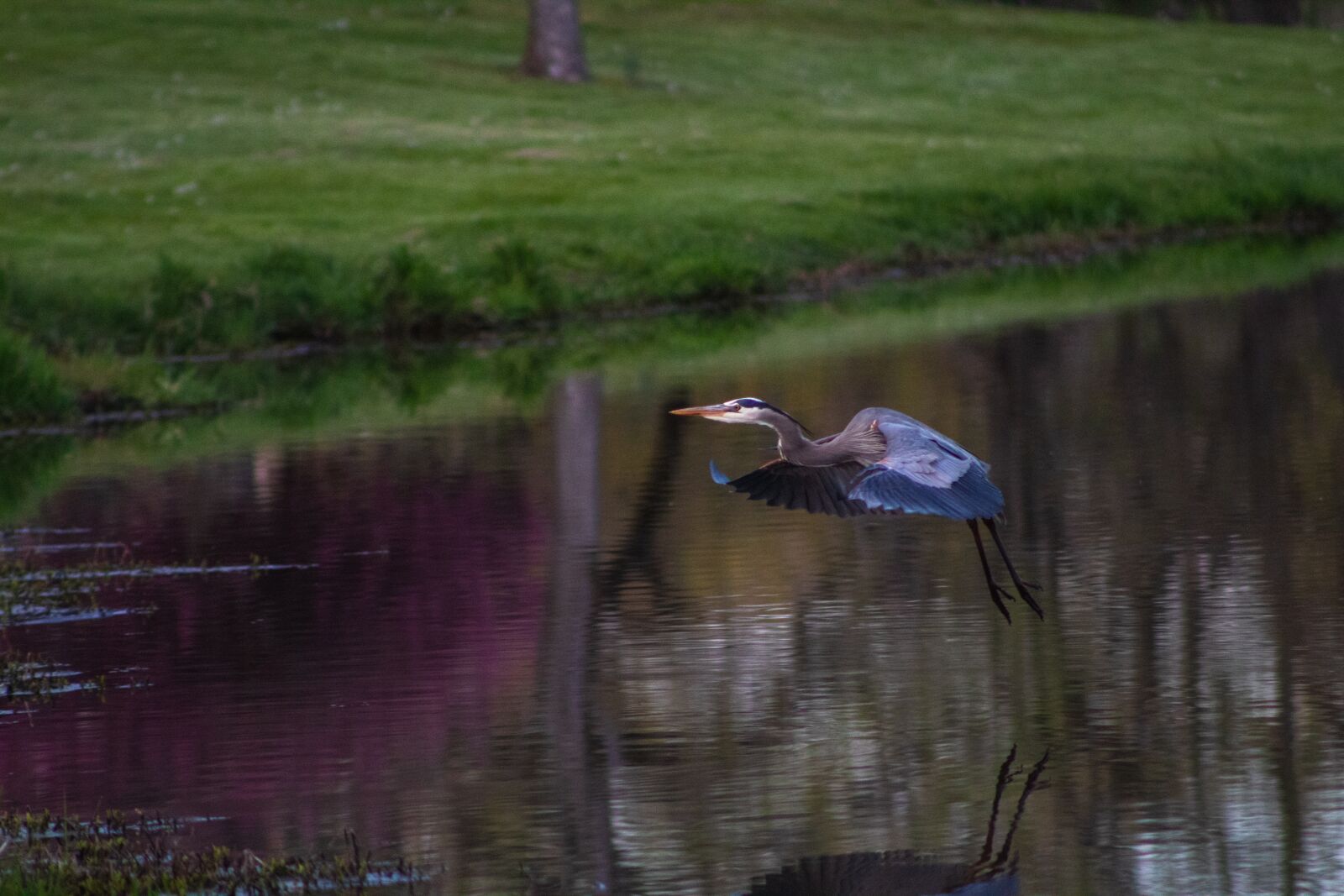 Canon EF75-300mm f/4-5.6 sample photo. Heron, blue heron, wildlife photography