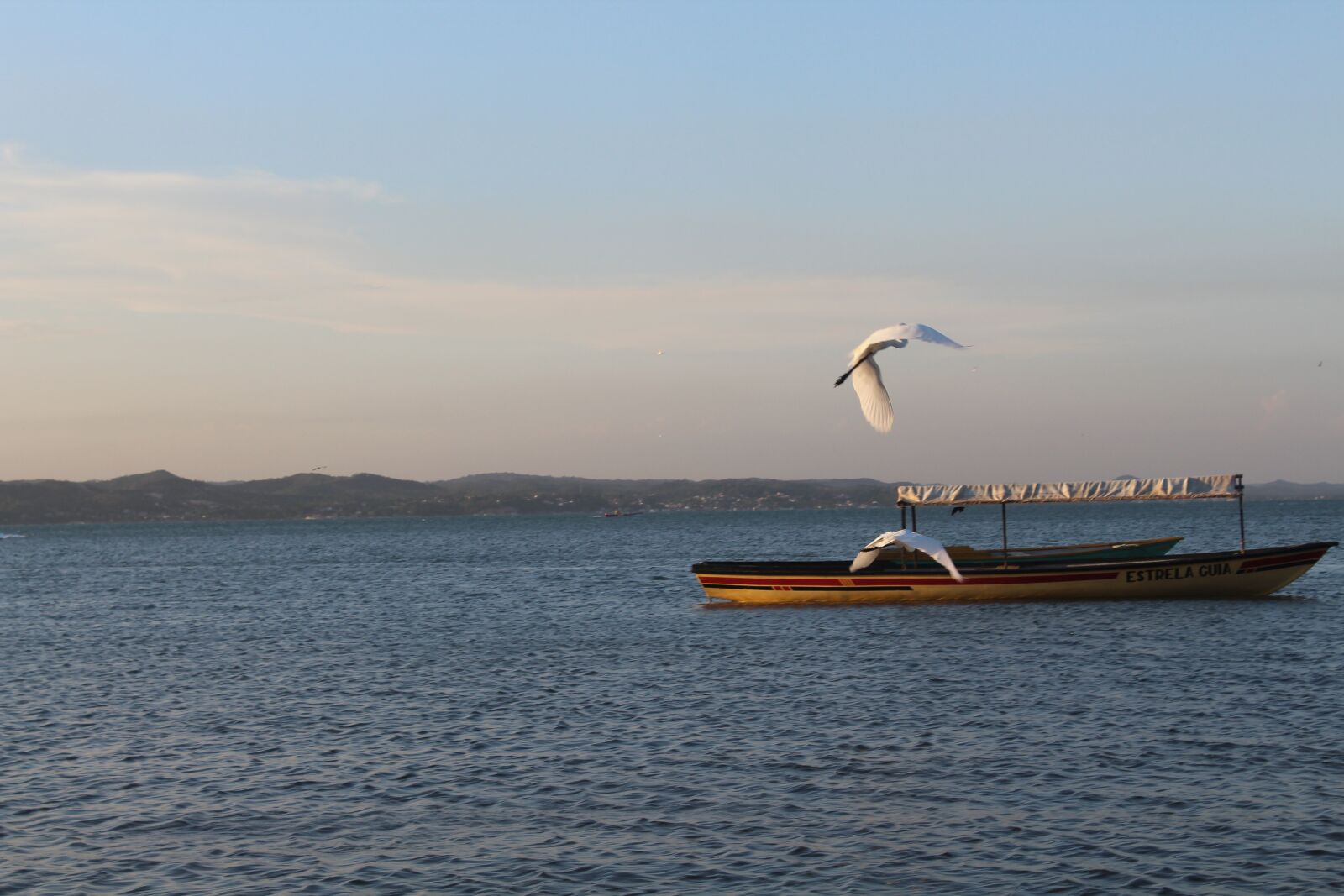 Canon EOS 1300D (EOS Rebel T6 / EOS Kiss X80) sample photo. Mar, paige, seagull photography