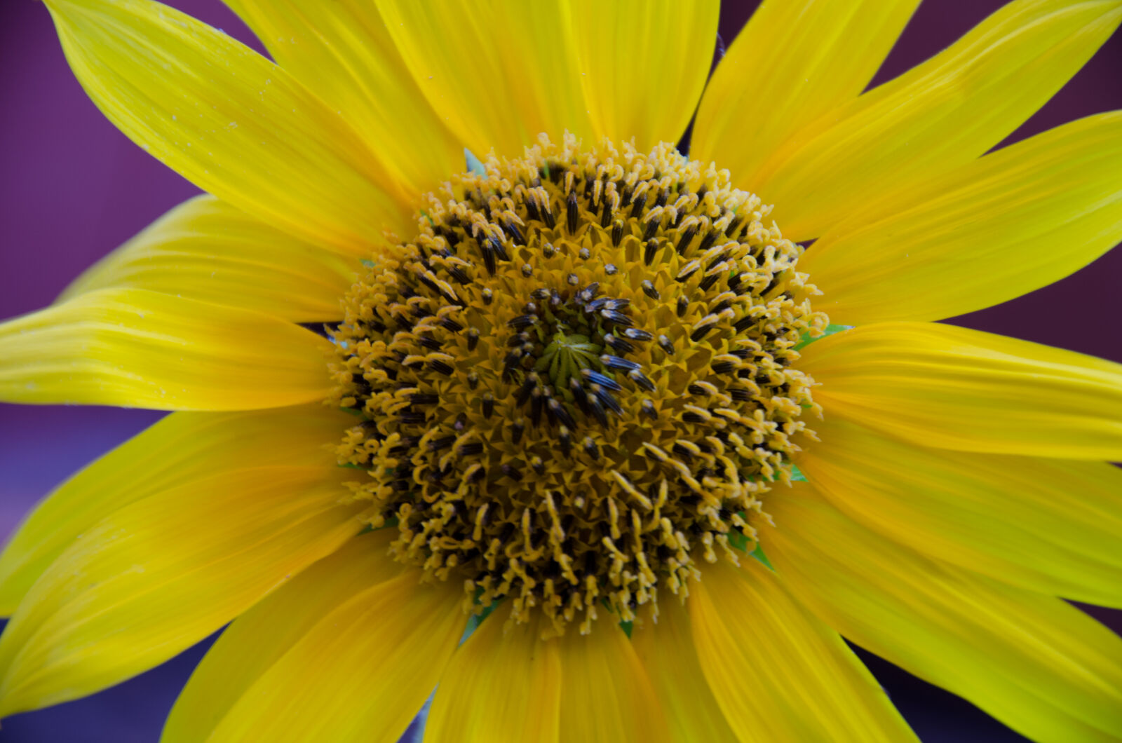Nikon D5100 sample photo