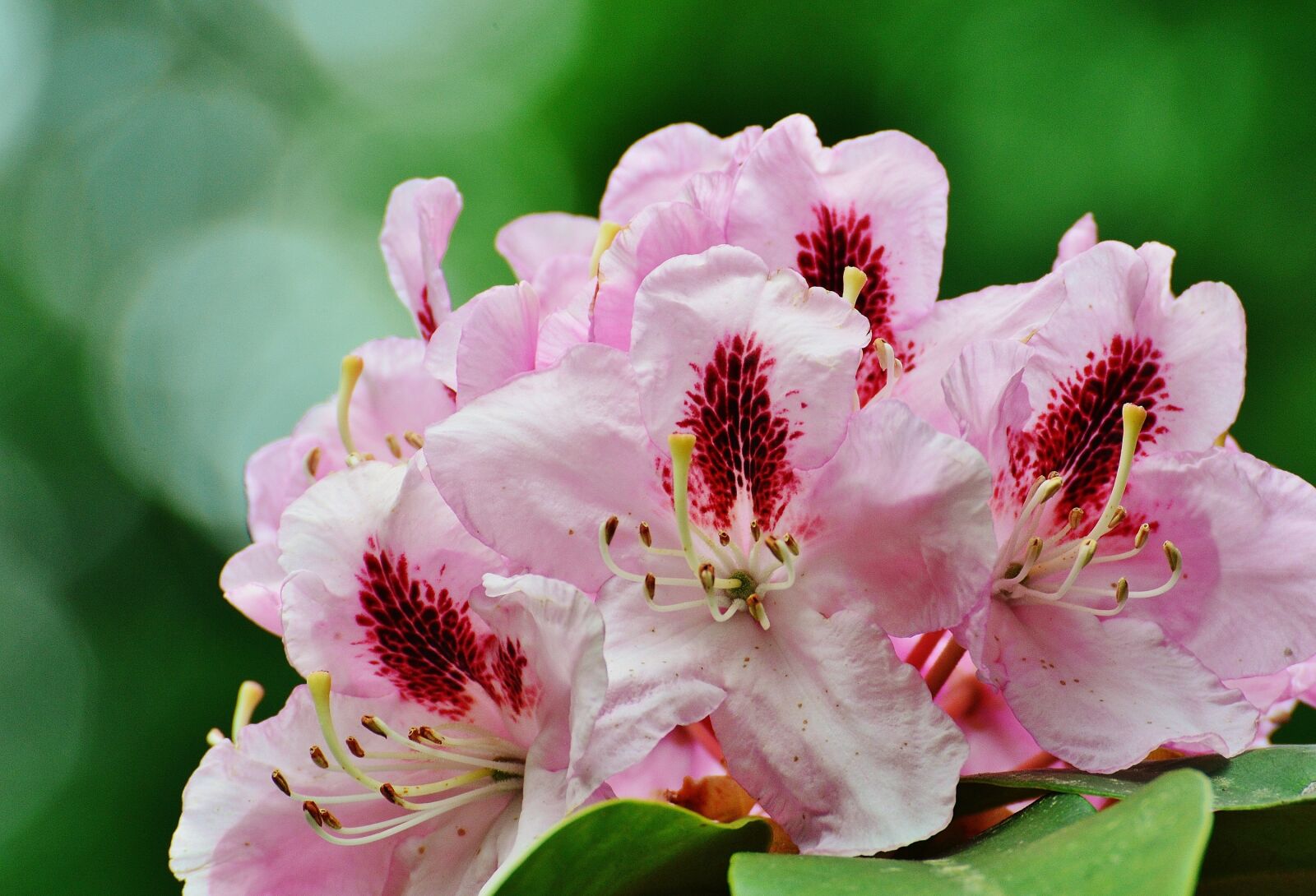 Nikon D3200 sample photo. Flower, tree, bloom photography