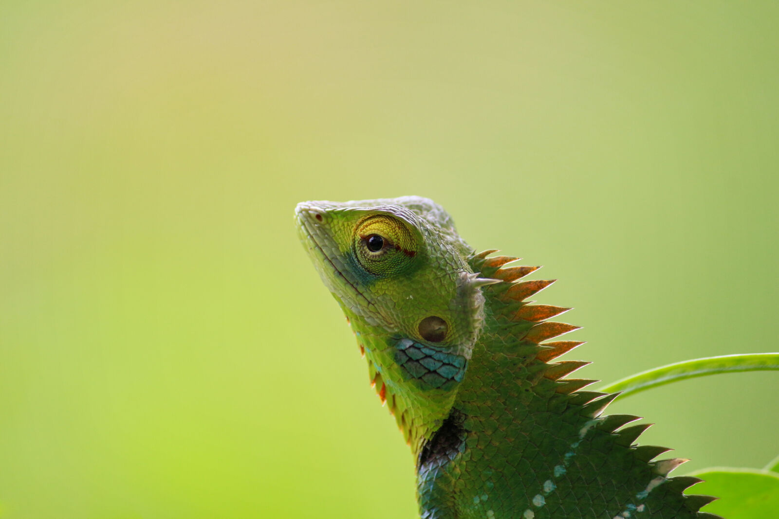 Canon EF-S 55-250mm F4-5.6 IS II sample photo. Animal, chameleon, colorful, cute photography