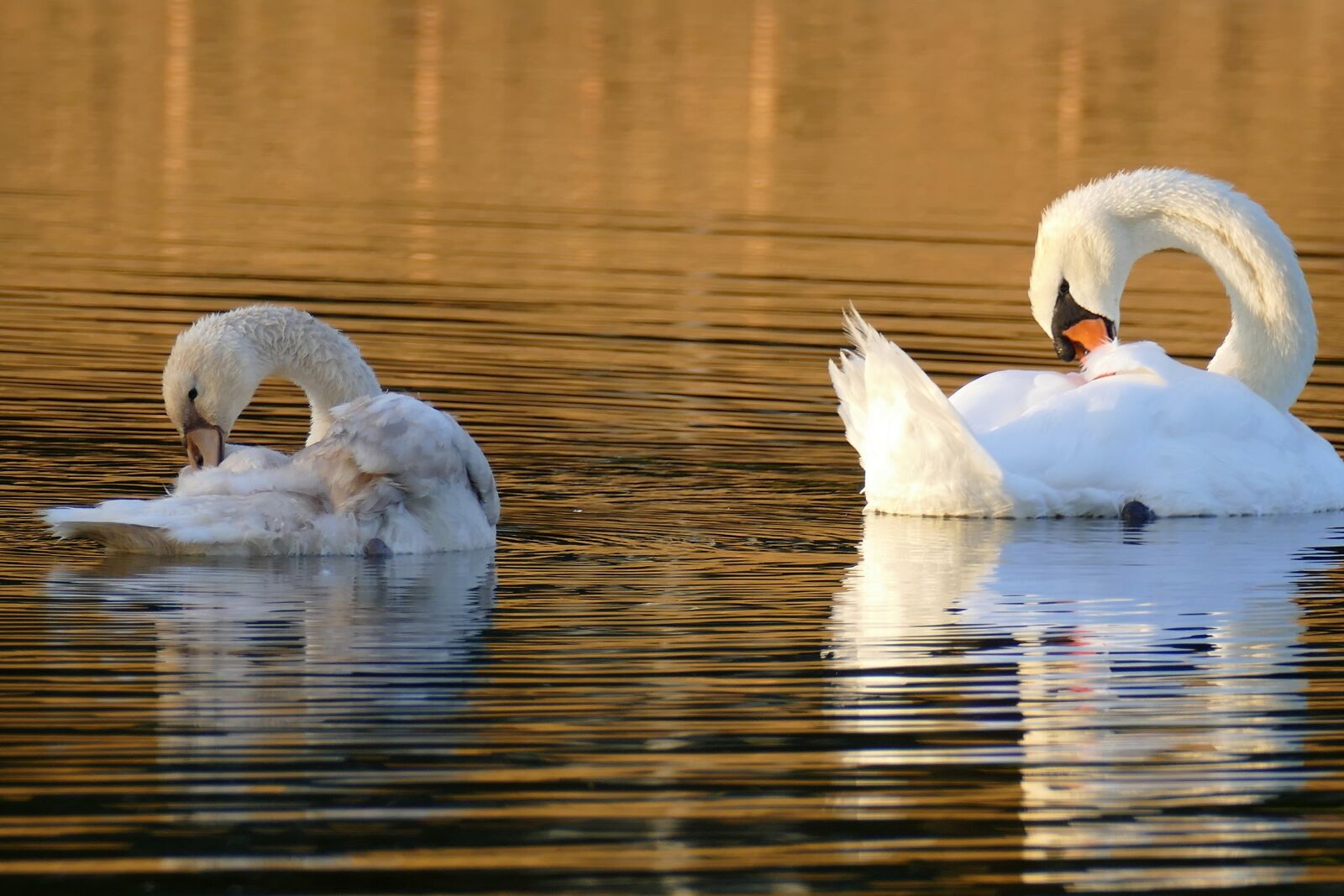 Leica V-Lux (Typ 114) sample photo. Swan, young swan, mute photography