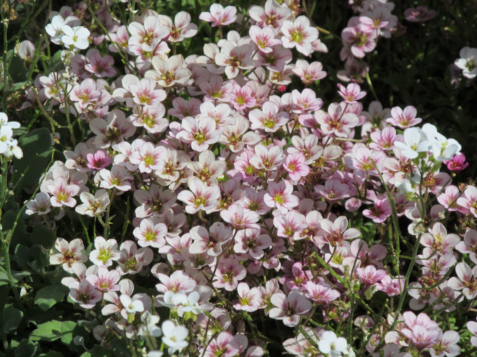 Canon PowerShot SX150 IS sample photo. Picnic, flowers, nature photography