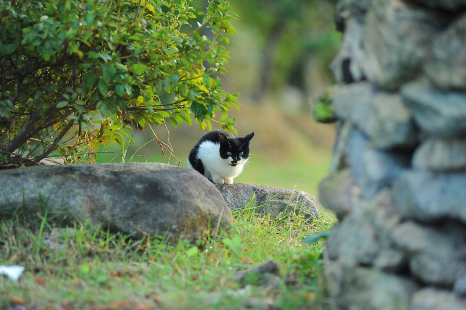 Nikon D700 sample photo. Cat, country, animal photography