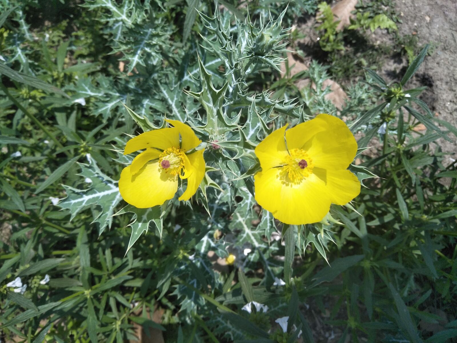 OPPO CPH1701 sample photo. Yellow, flowers, bush photography