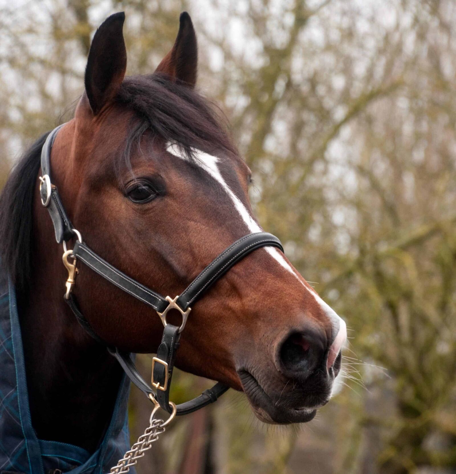 Nikon D300 sample photo. Cavalry, portrait, animal, horse photography