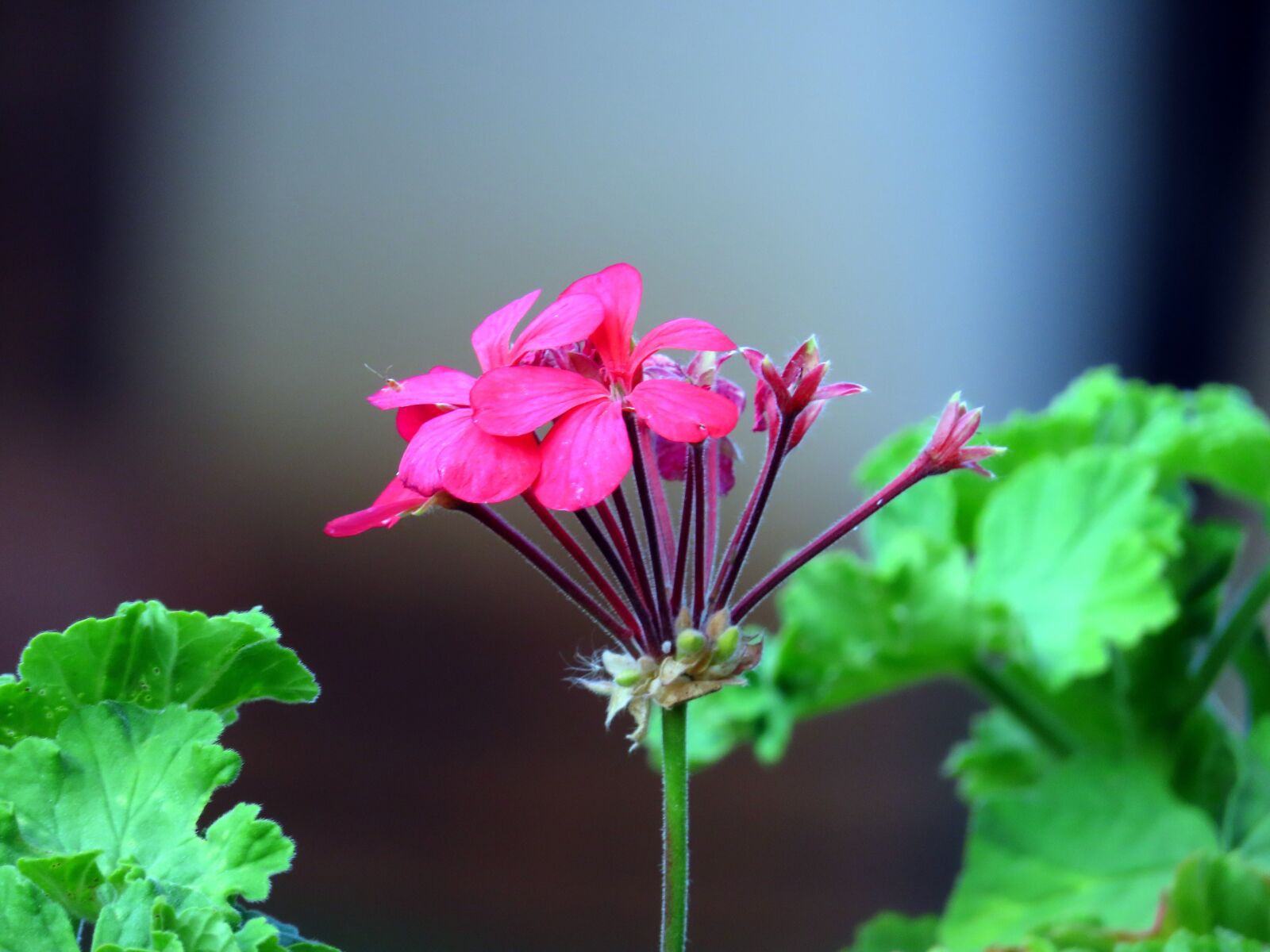 Canon PowerShot SX70 HS sample photo. Flowers, pink flower, garden photography