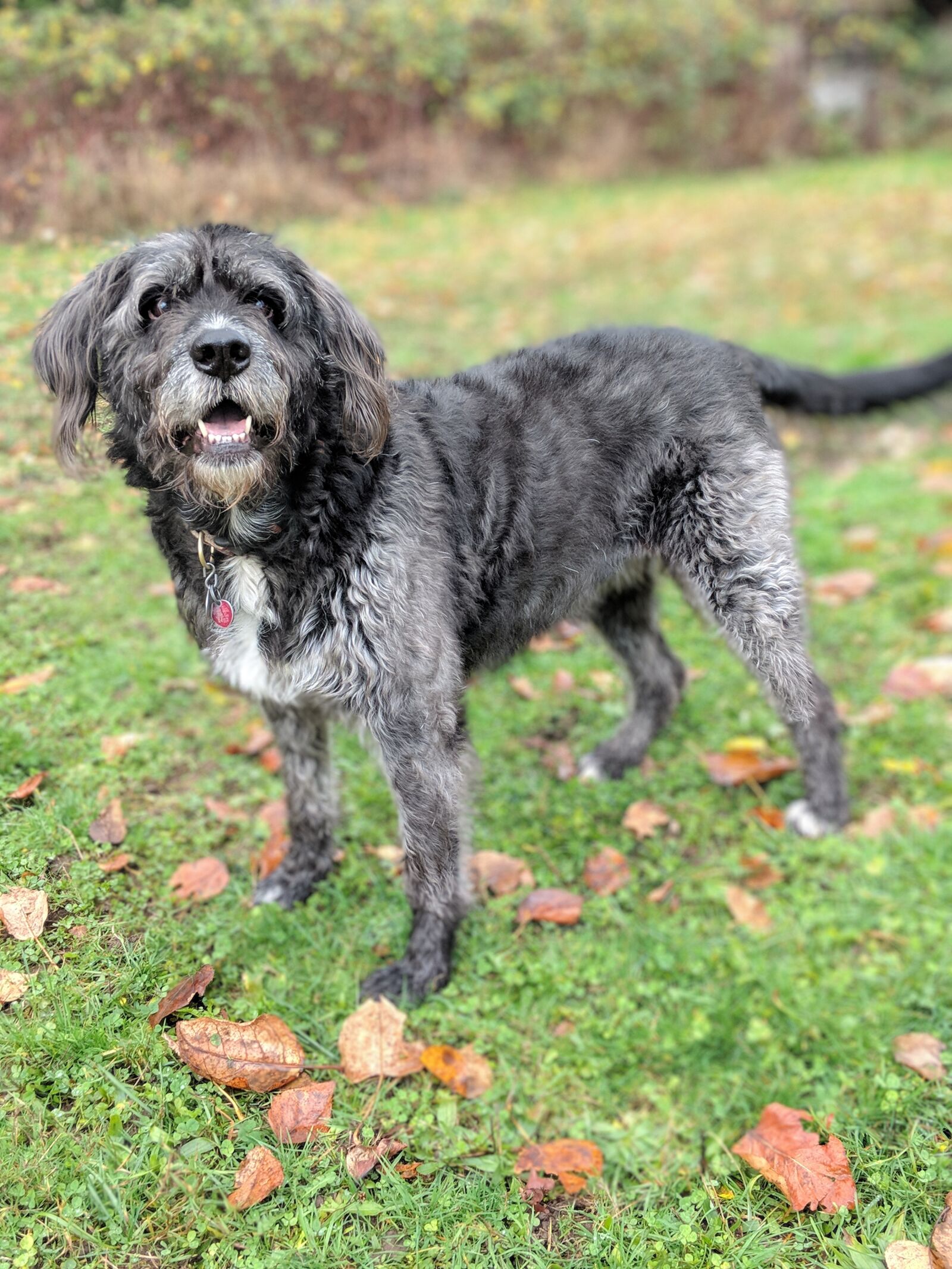 Google Pixel 2 sample photo. Dog, animal, mammal photography