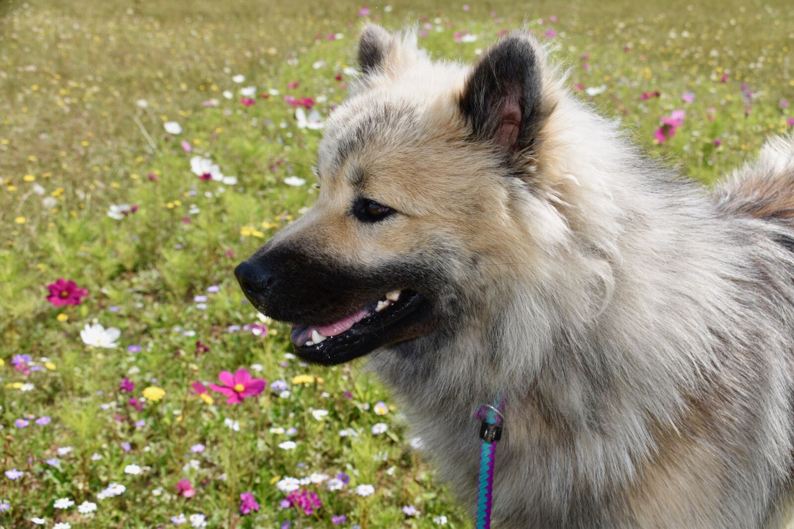 Nikon D5600 sample photo. Dog, eurasier, portrait of photography