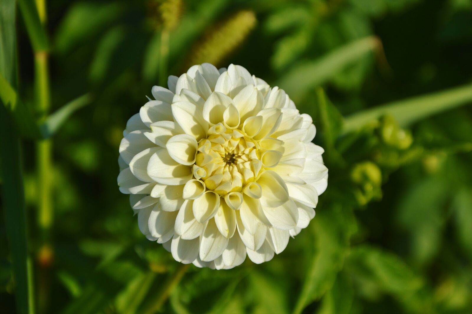 Nikon D3200 sample photo. Dahlia, dahlia flower, flower photography