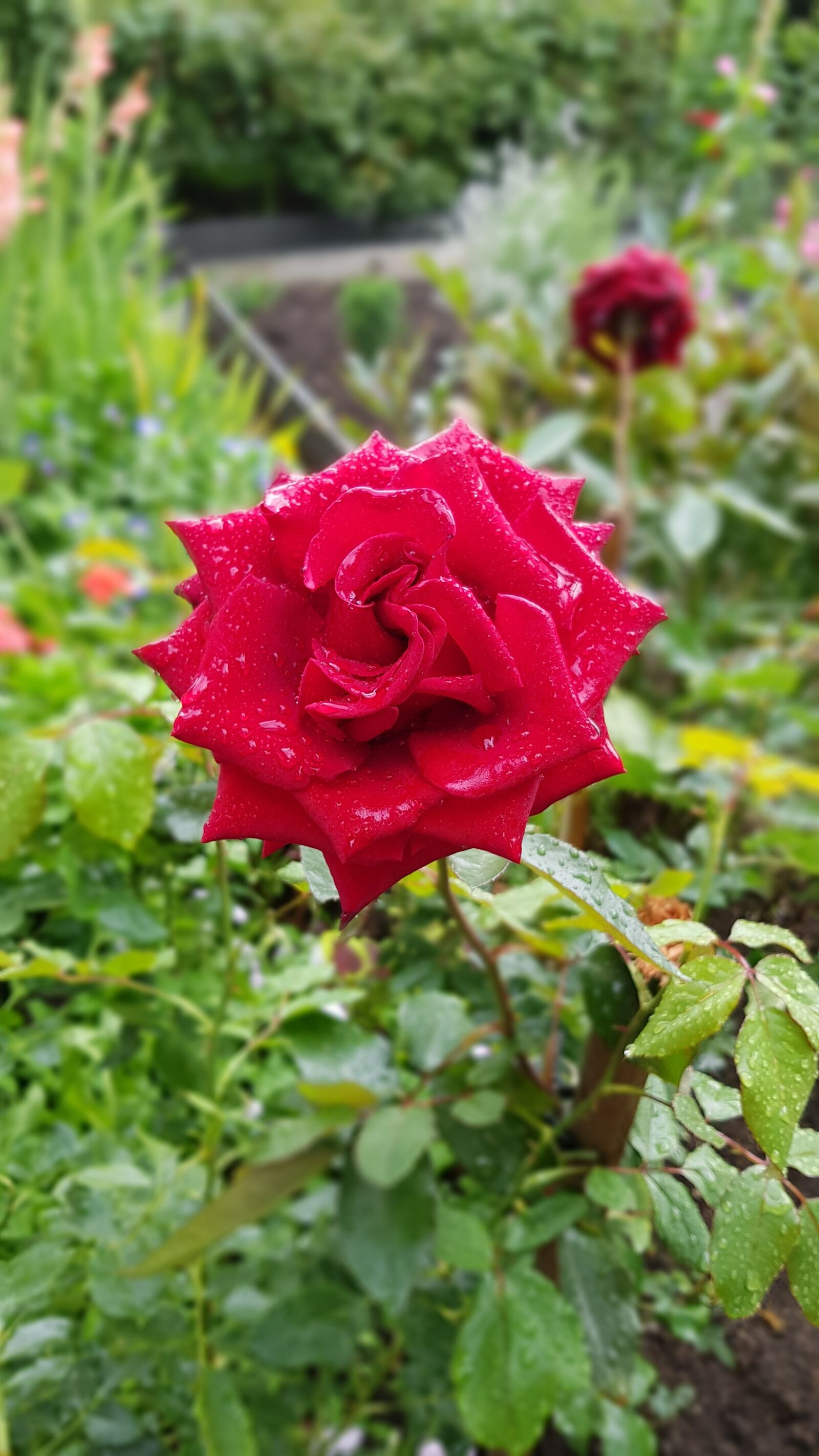 Samsung Galaxy S8 sample photo. Flowers, flower, bloom photography