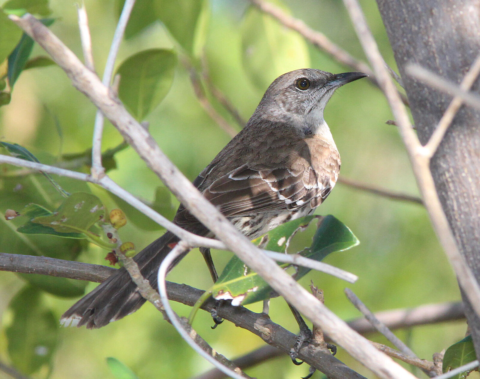 Canon EF 300mm F4L IS USM sample photo