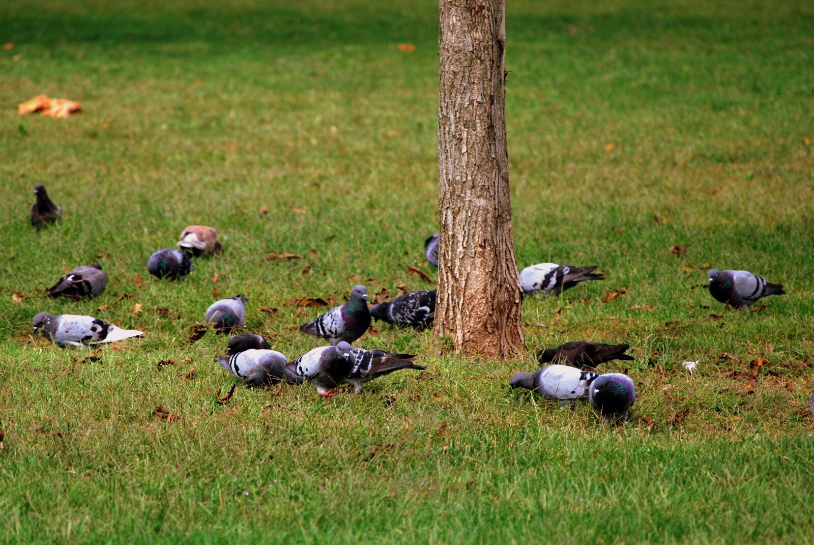 Nikon D60 sample photo. Pigeons, bird, eat photography