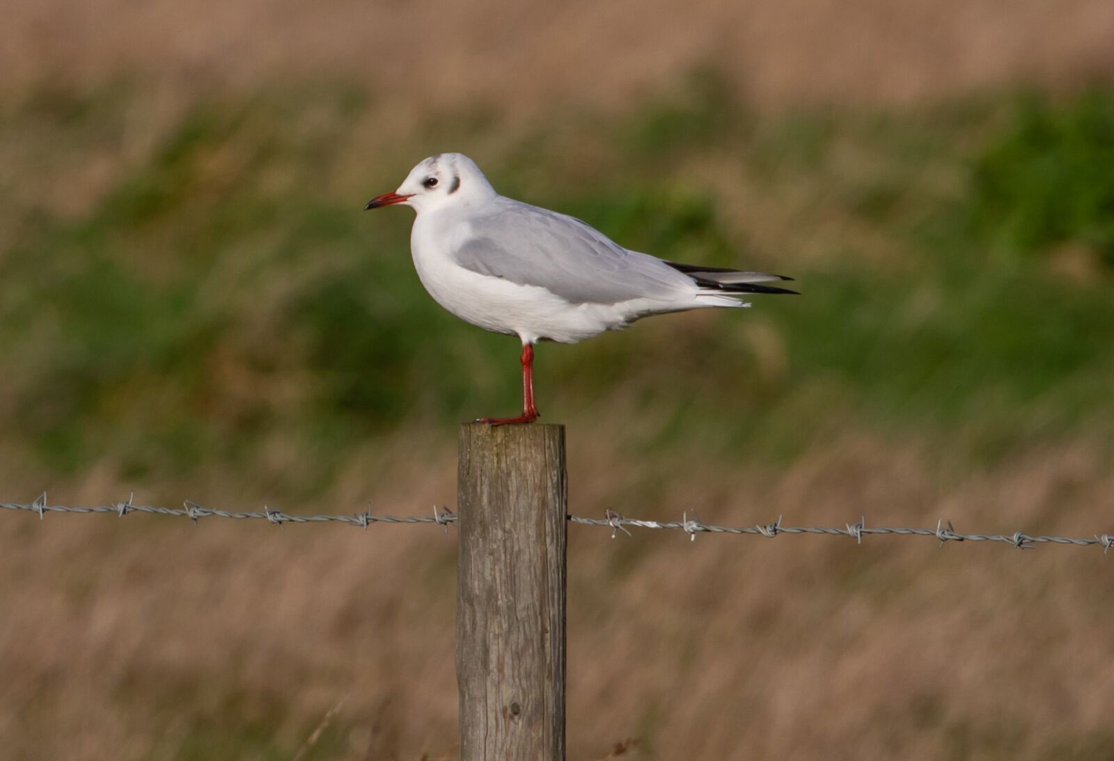 Canon EOS 7D Mark II sample photo. Bird on a post photography