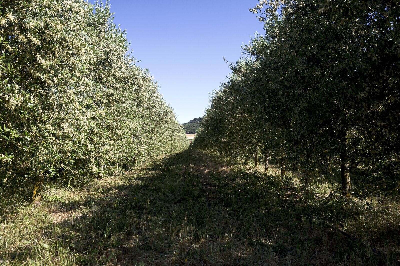 Canon EOS 6D sample photo. Field, olive, nature photography