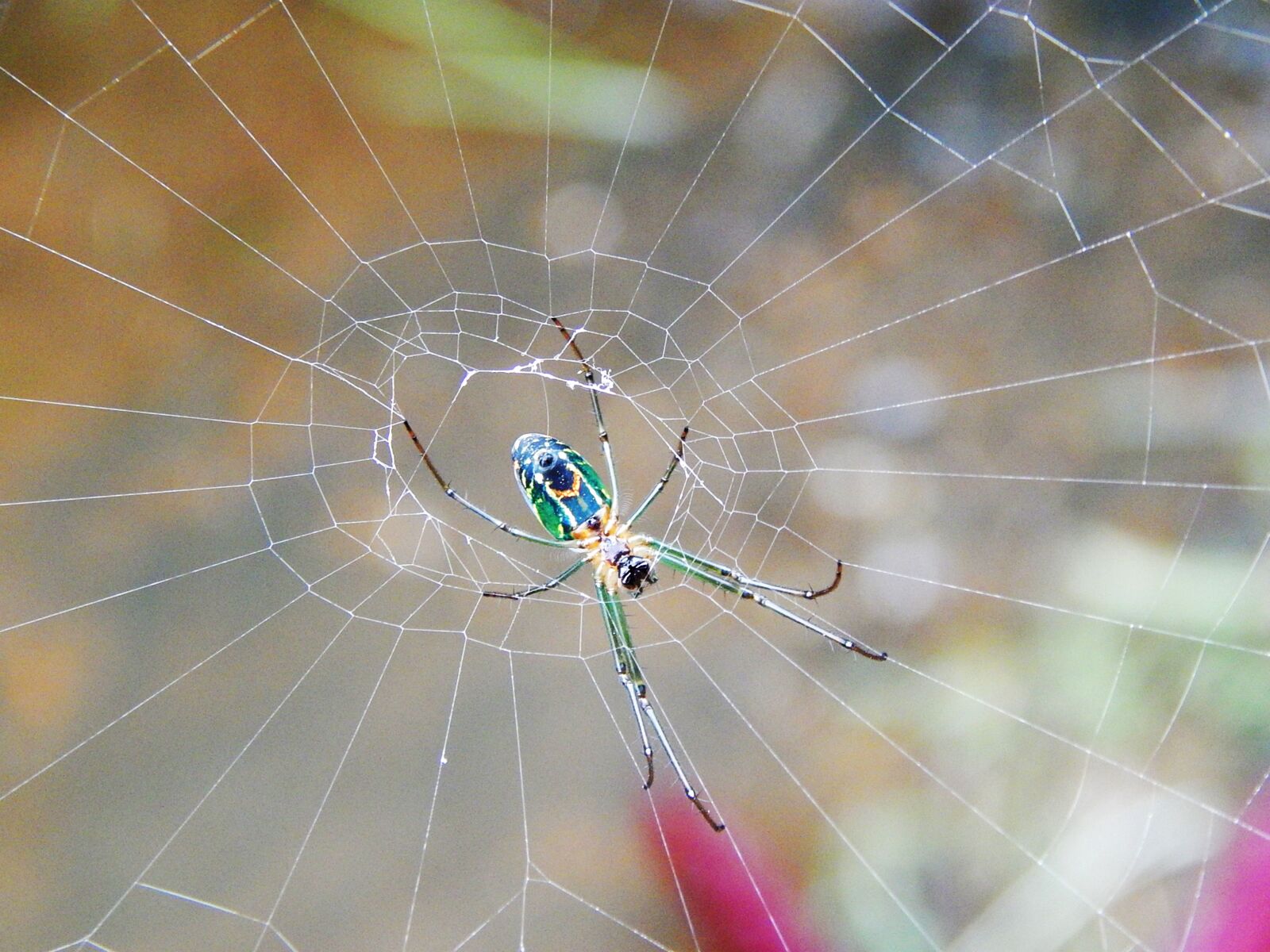 Nikon Coolpix L820 sample photo. Spider, fabric chandelier, insects photography