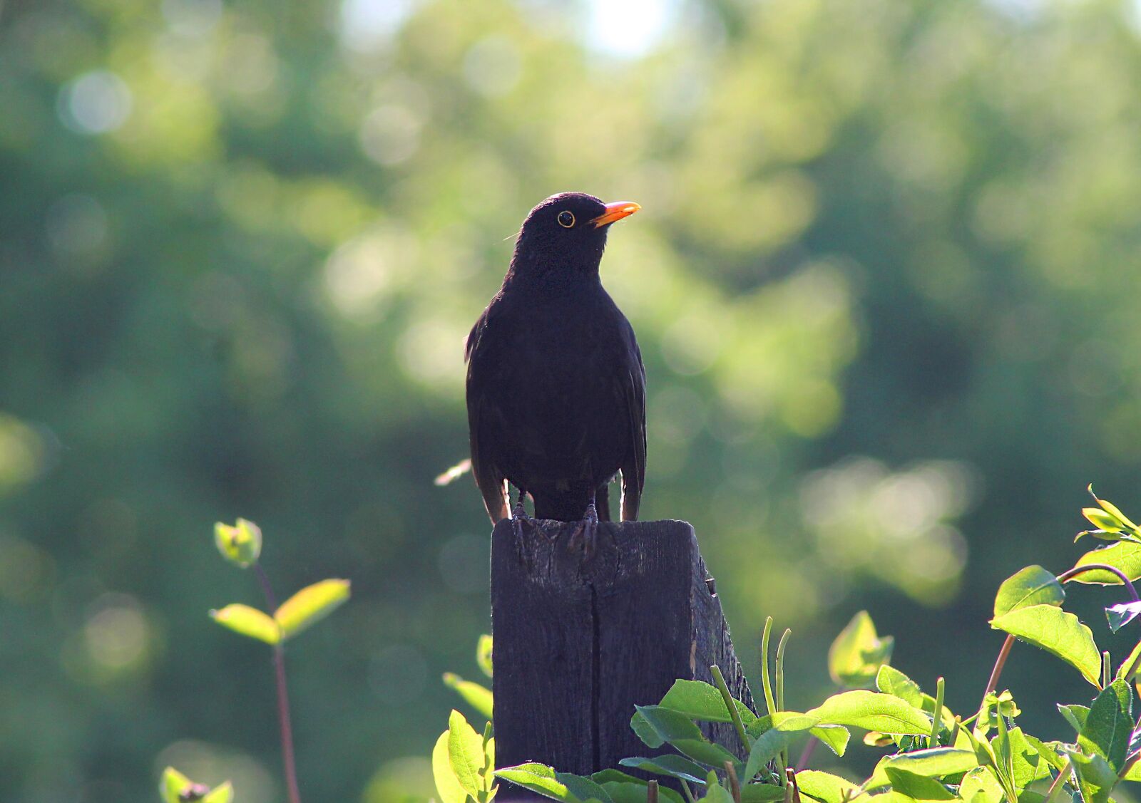Canon EOS 1100D (EOS Rebel T3 / EOS Kiss X50) sample photo. Bird, blackbird, natural photography