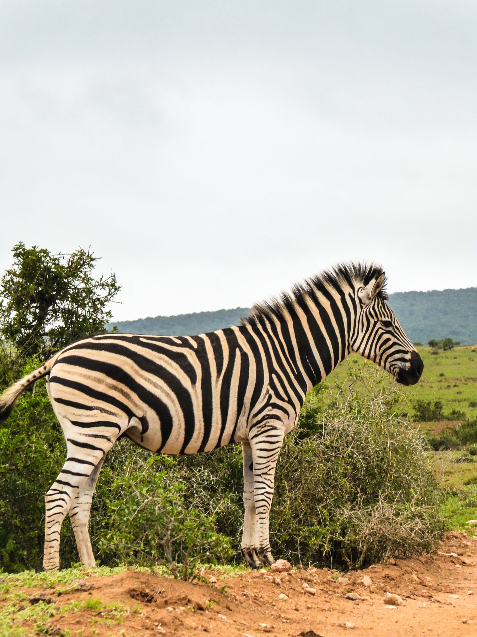 Panasonic DMC-TZ71 sample photo. Zebra, africa, national park photography