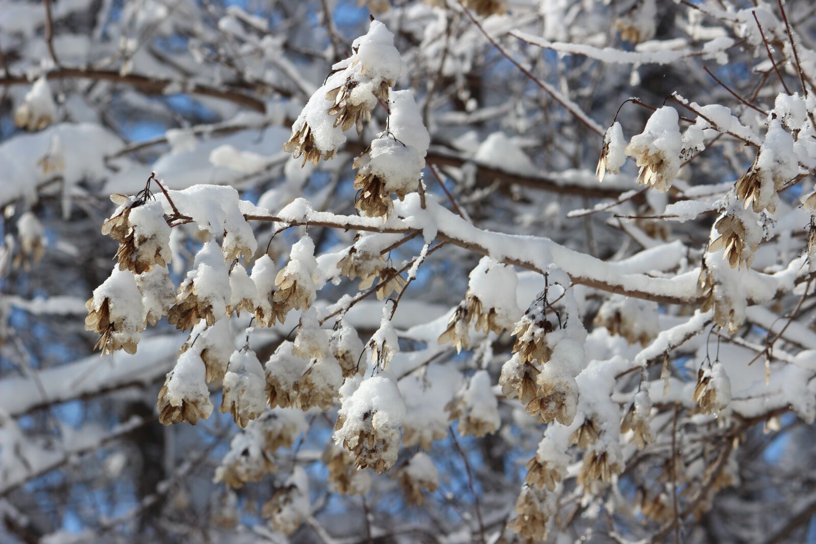 Canon EOS 600D (Rebel EOS T3i / EOS Kiss X5) sample photo. Snow, tree, winter photography