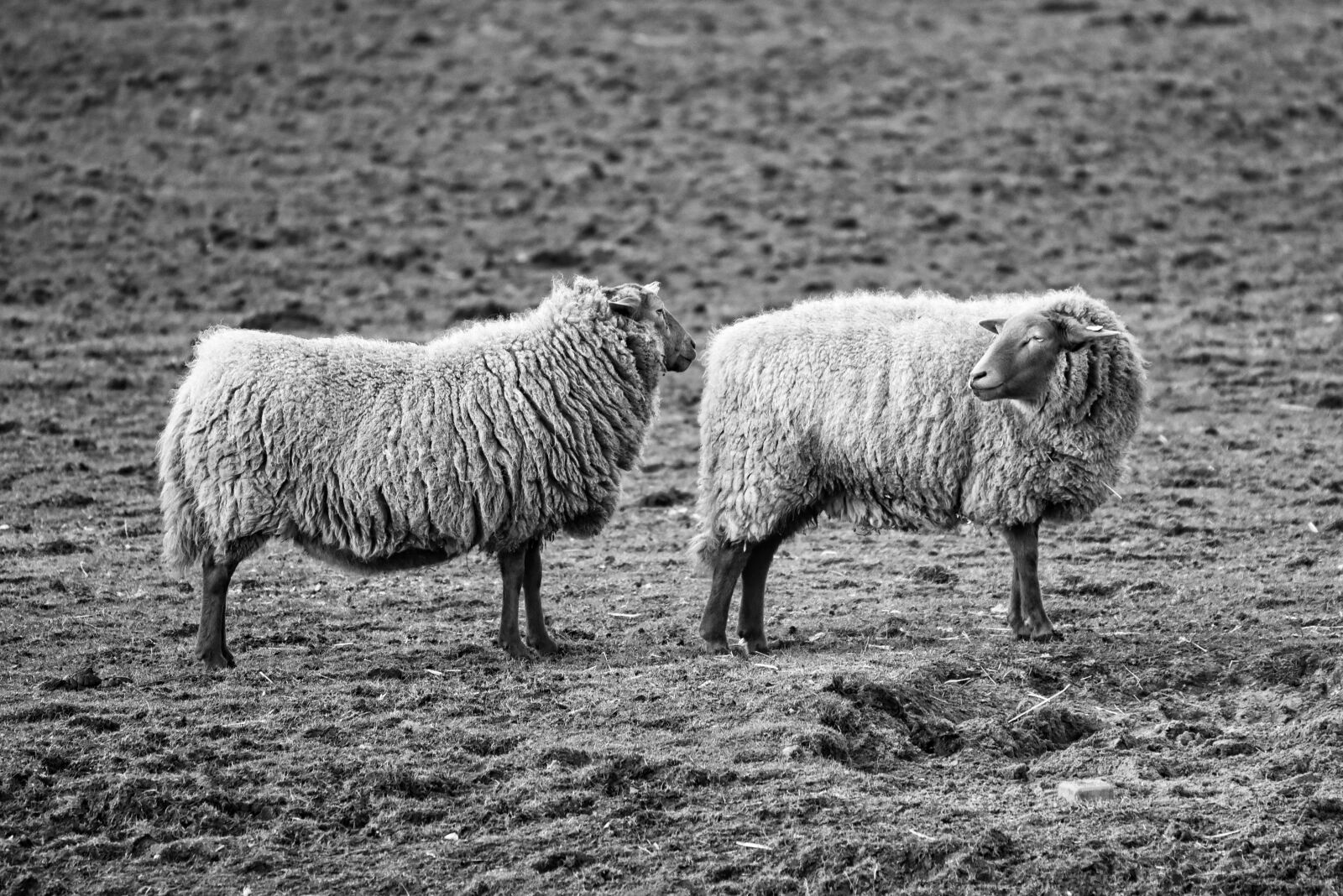 Nikon D750 sample photo. Sheep, animal, mammal photography