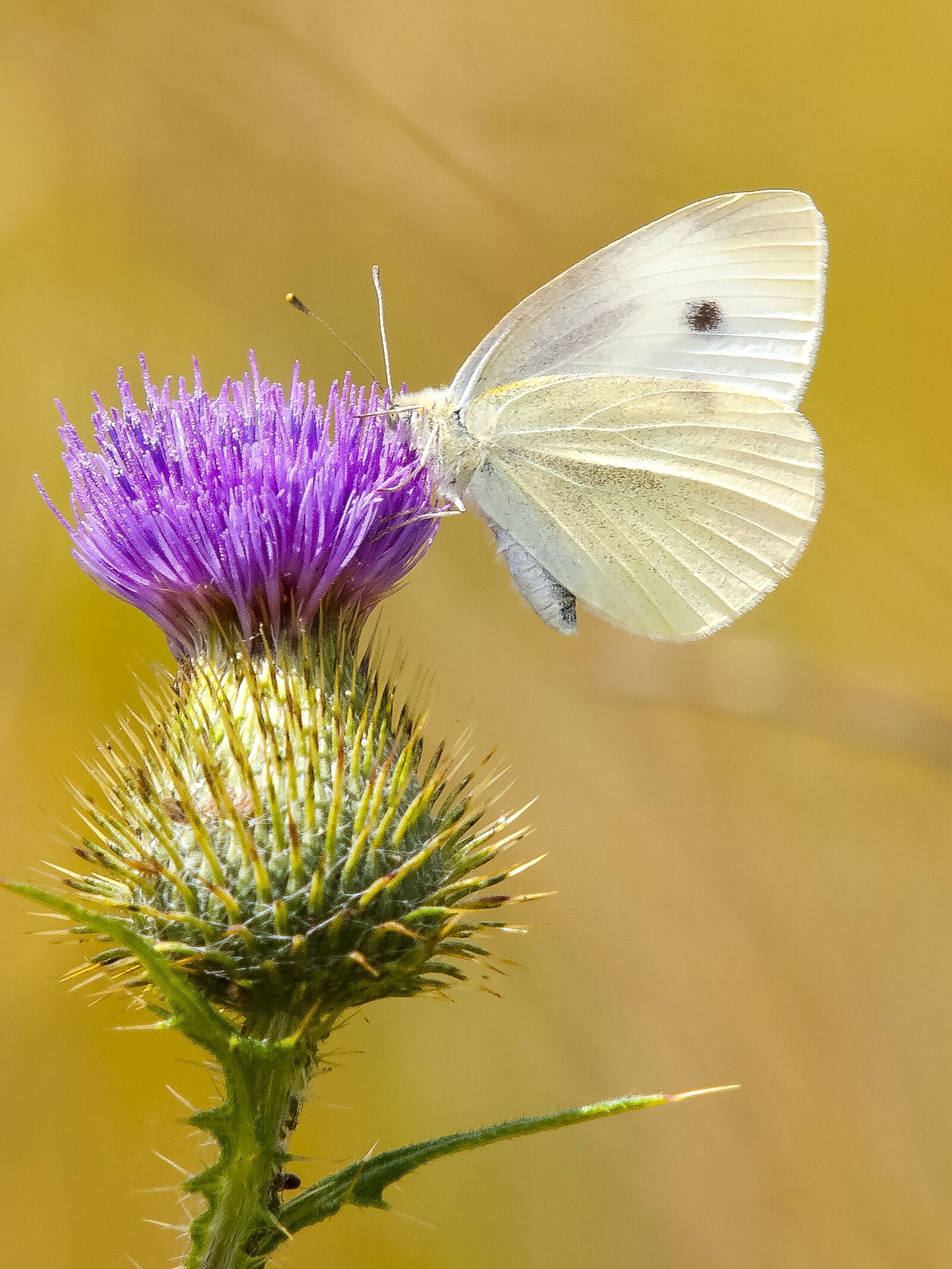 Olympus E-3 sample photo. White, butterfly, thistle photography