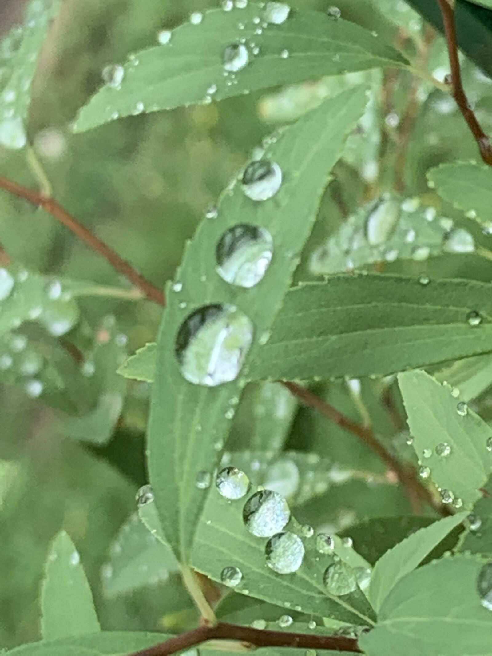Apple iPhone XS sample photo. Rain, raindrops, leaves photography
