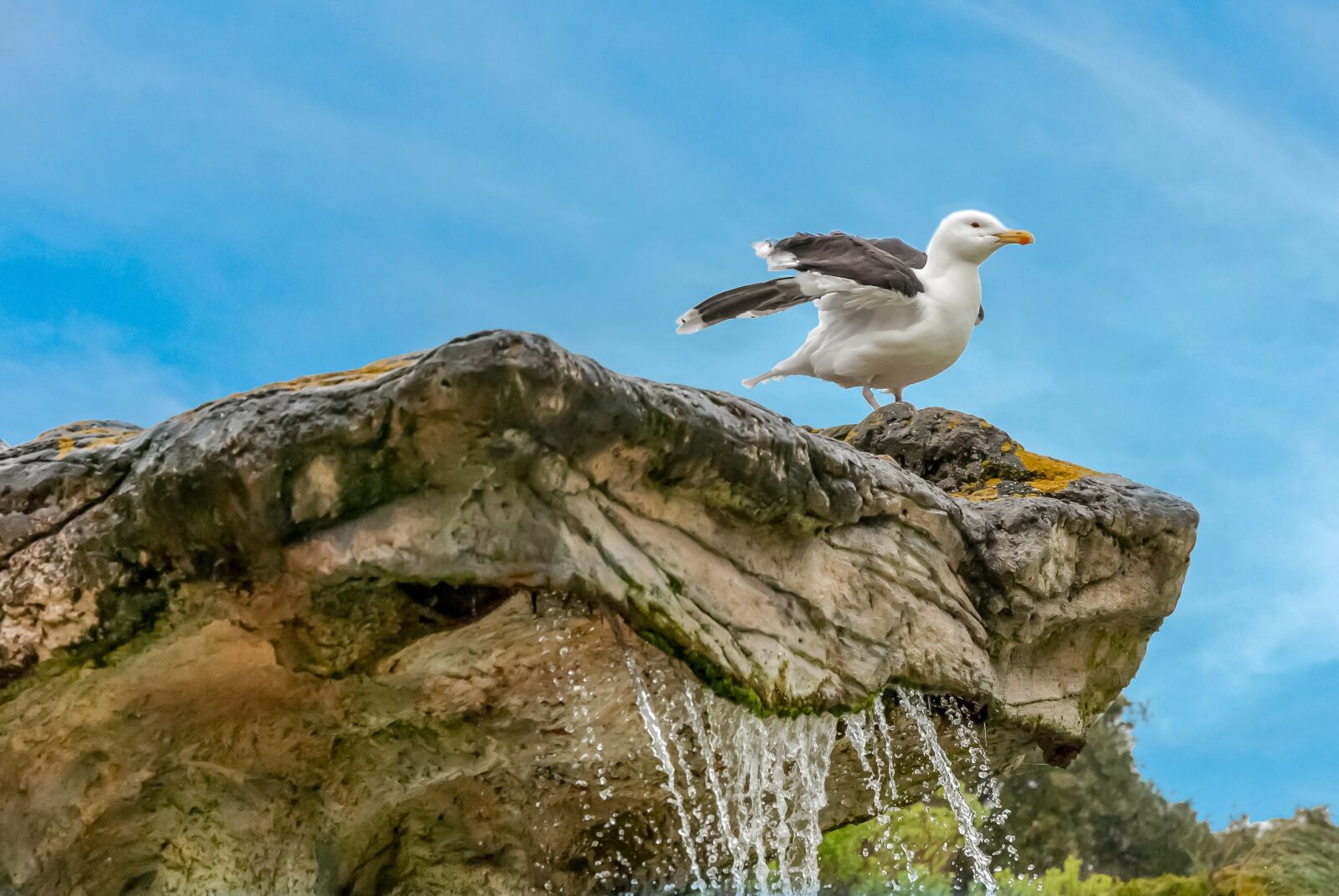Nikon D80 sample photo. Gull, sky, rock photography