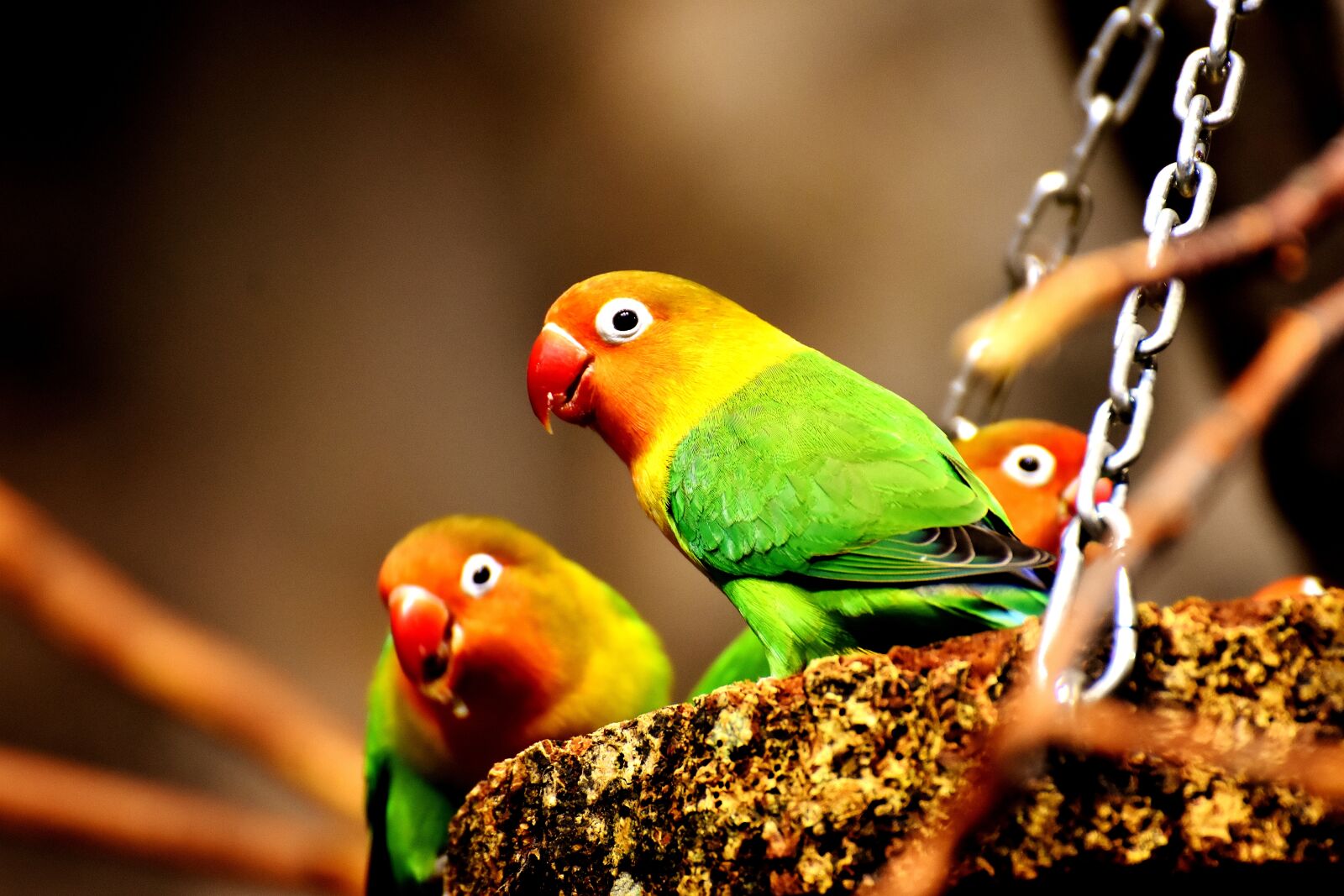 Nikon D7200 sample photo. Birds, parrots, colorful photography