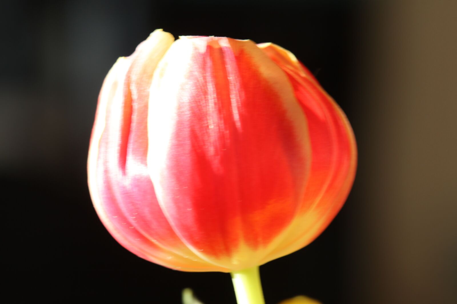 Canon EOS 50D sample photo. Flower, tulip, close up photography
