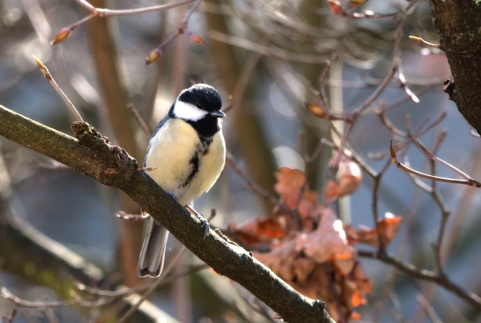 150-600mm F5-6.3 DG OS HSM | Contemporary 015 sample photo. Tit, songbird, bird photography