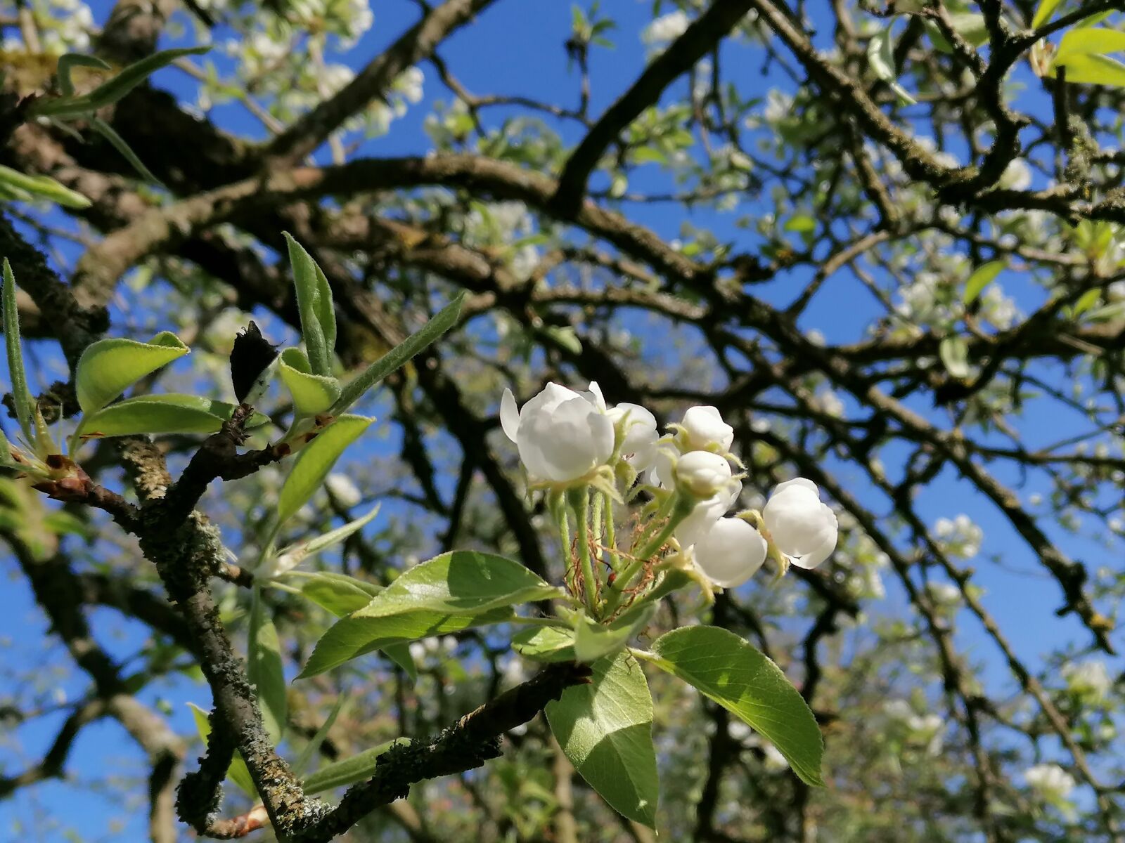 HUAWEI P30 LITE sample photo. Tree, spring, nature photography