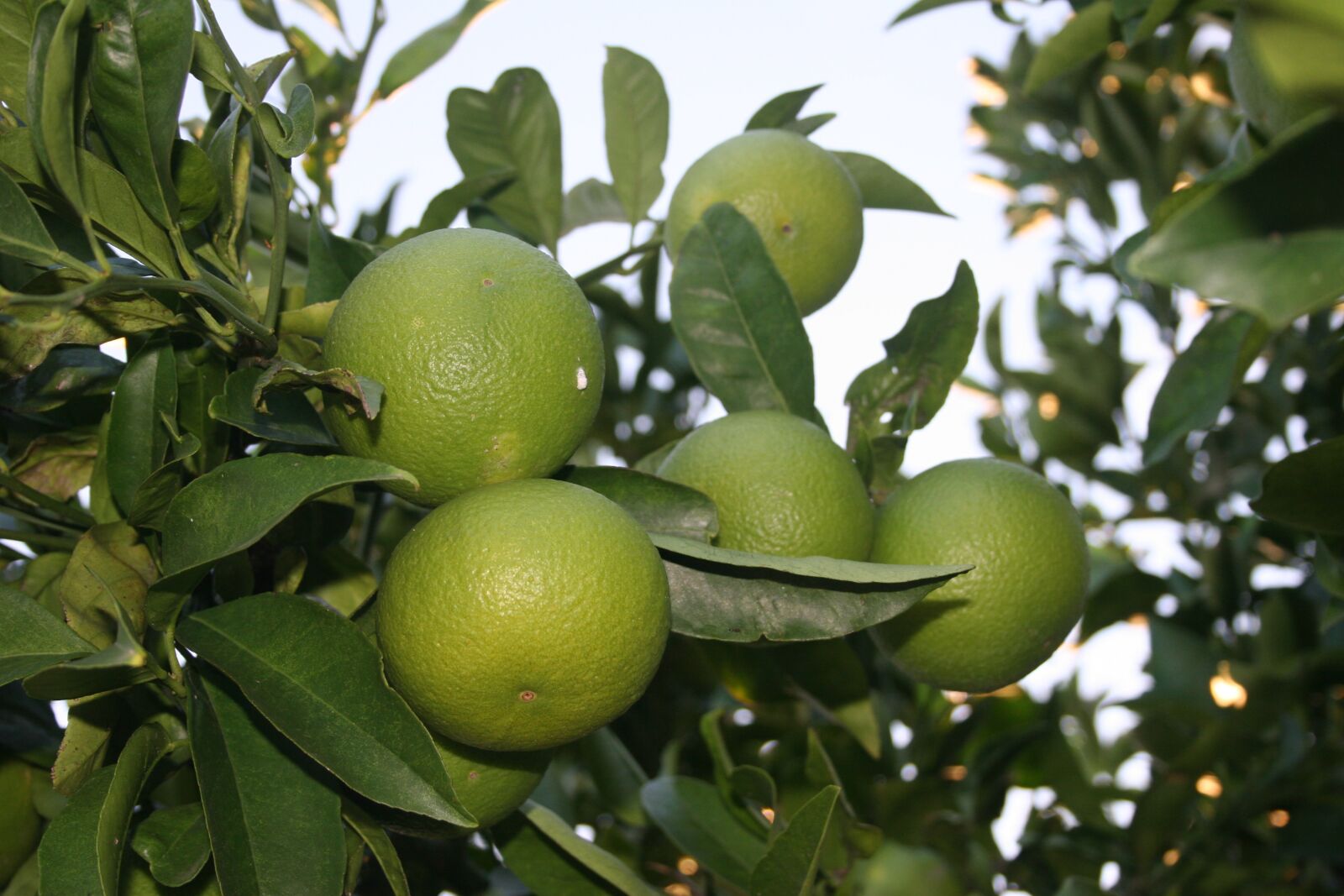 Canon EOS 20D sample photo. Orange, green, fruit photography