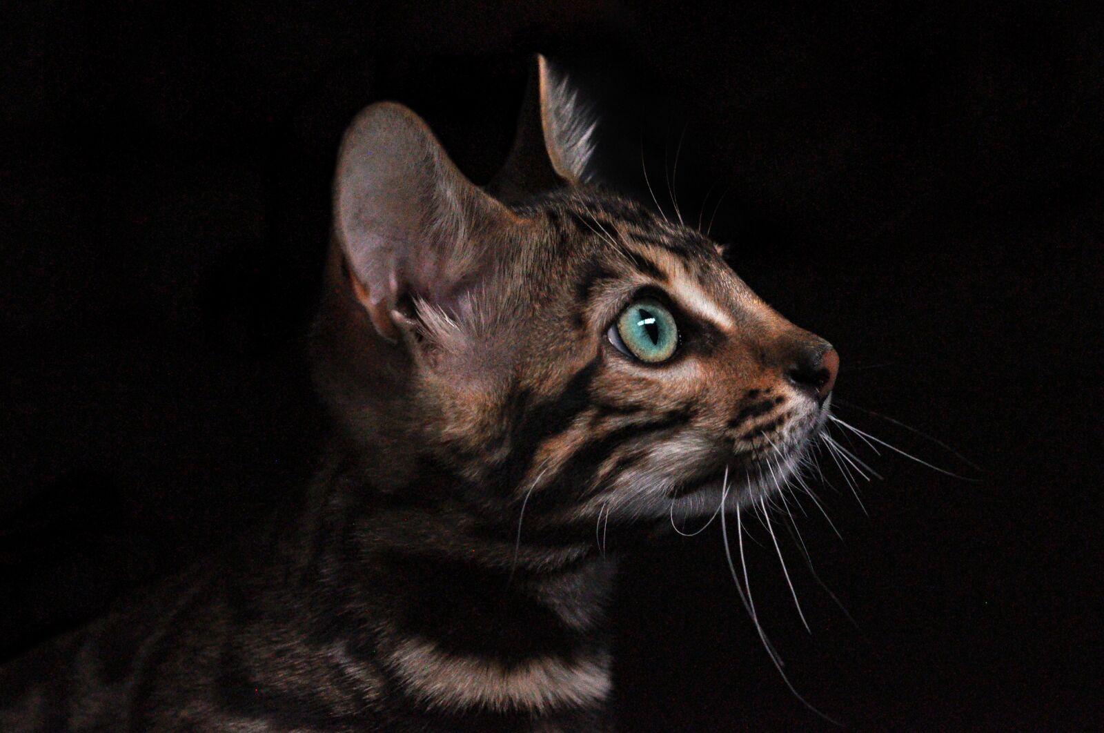 Nikon D90 sample photo. Cat, dog, dog and photography