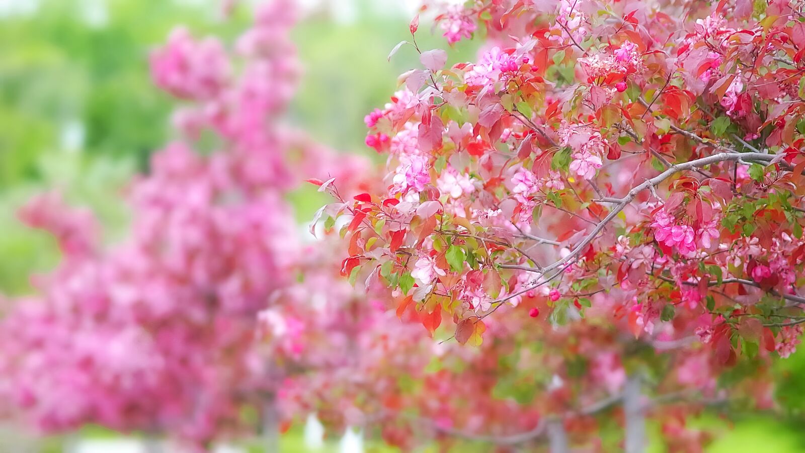 Pentax K-01 sample photo. Spring, mother's day, sakura photography